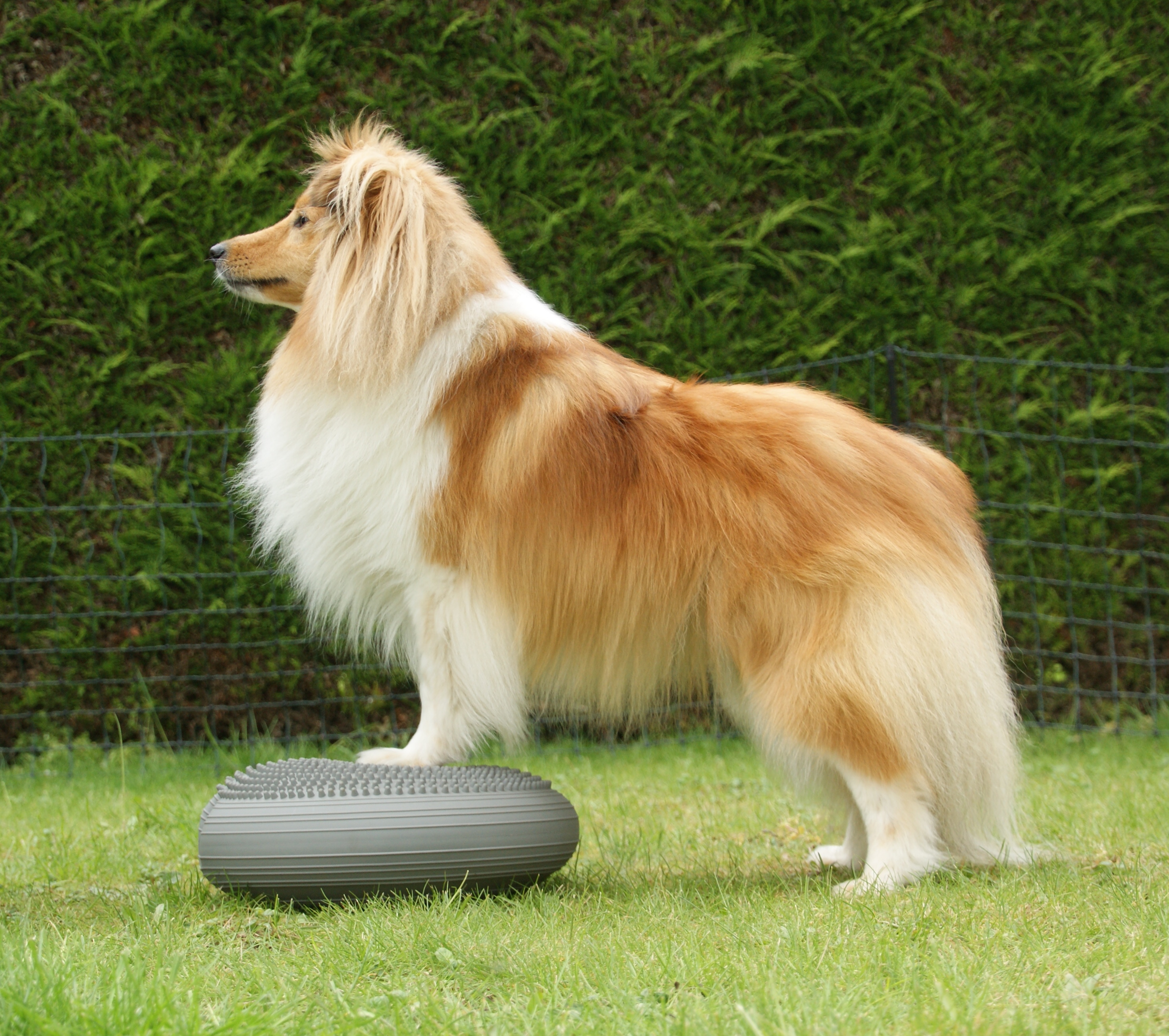 Hond tijdens fitnesstraining
