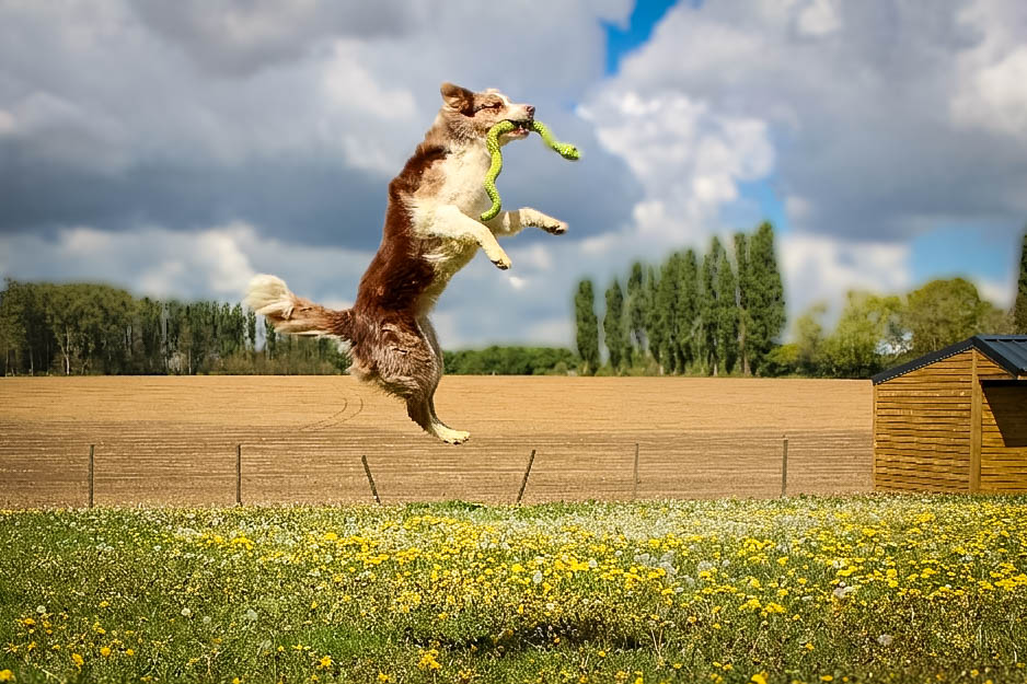 Border Collie in actie