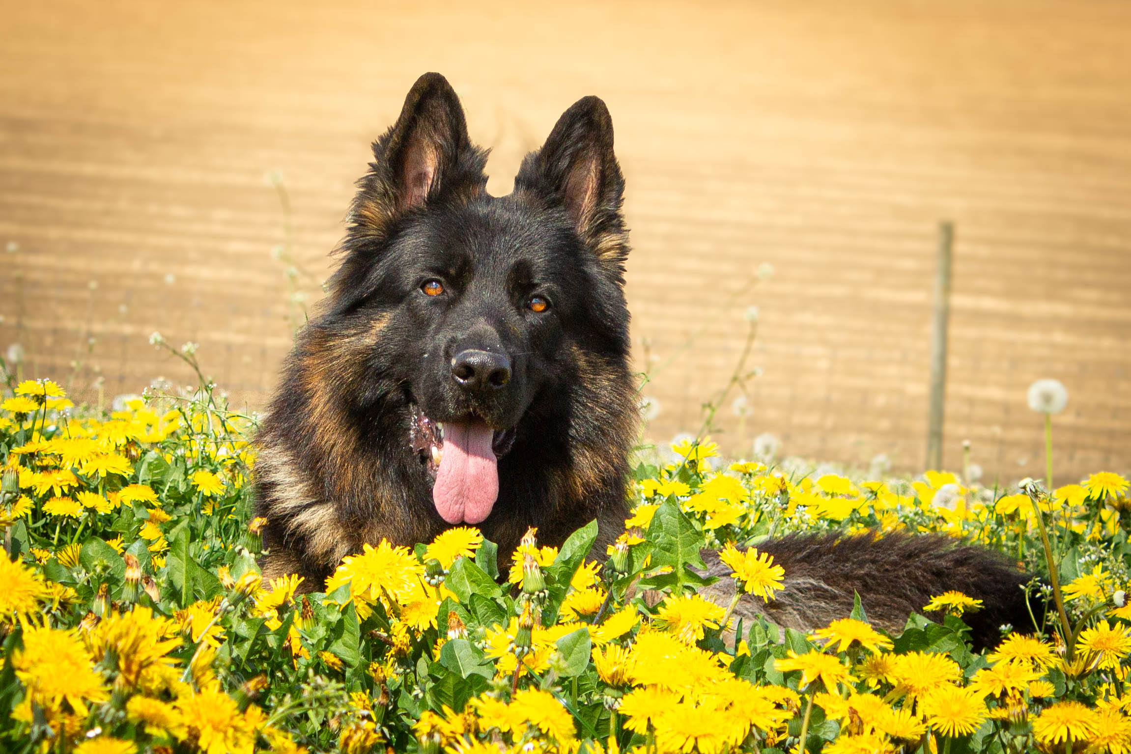 Hond liggend tussen gele bloemen