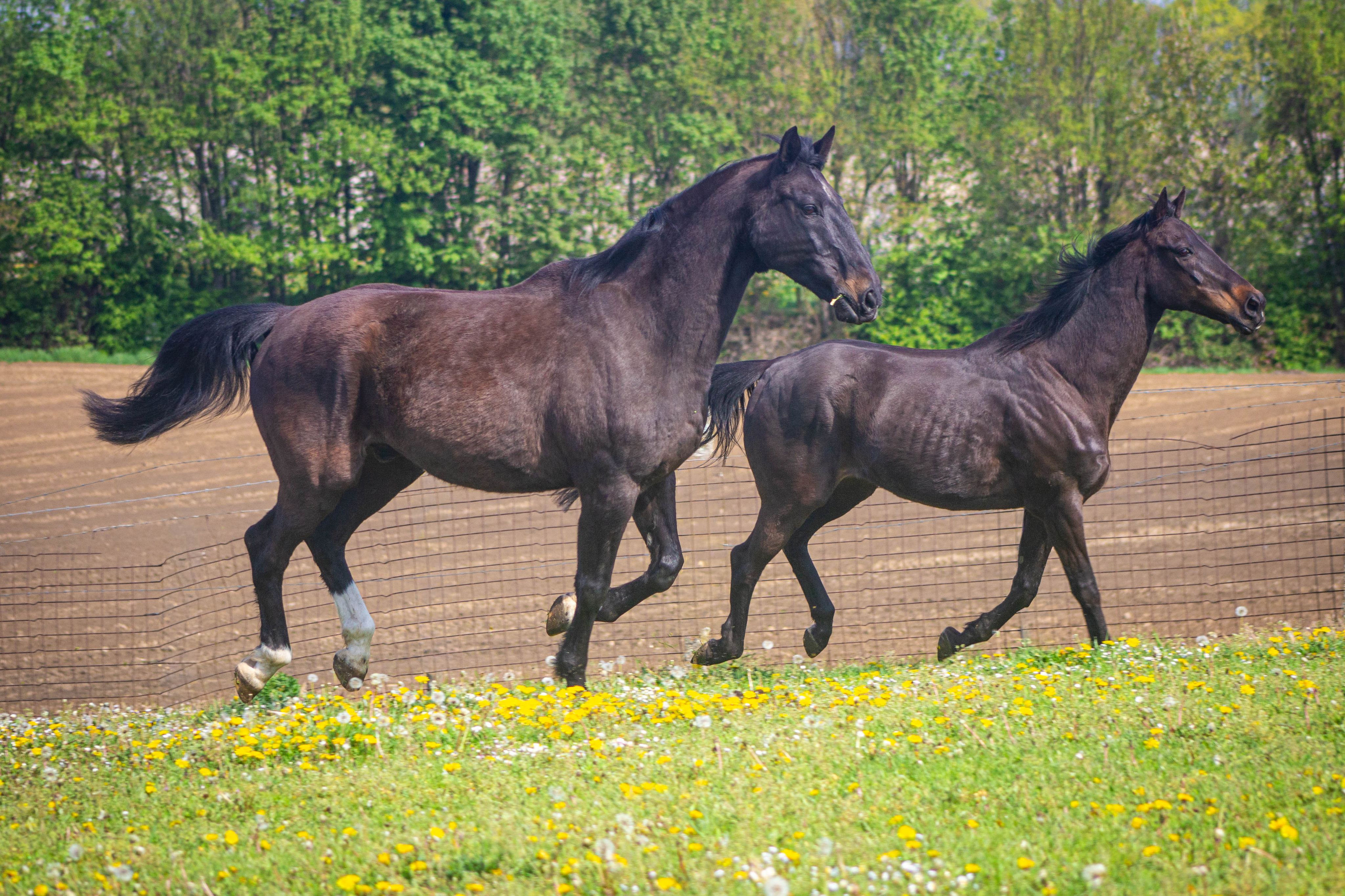 Portret van twee paarden