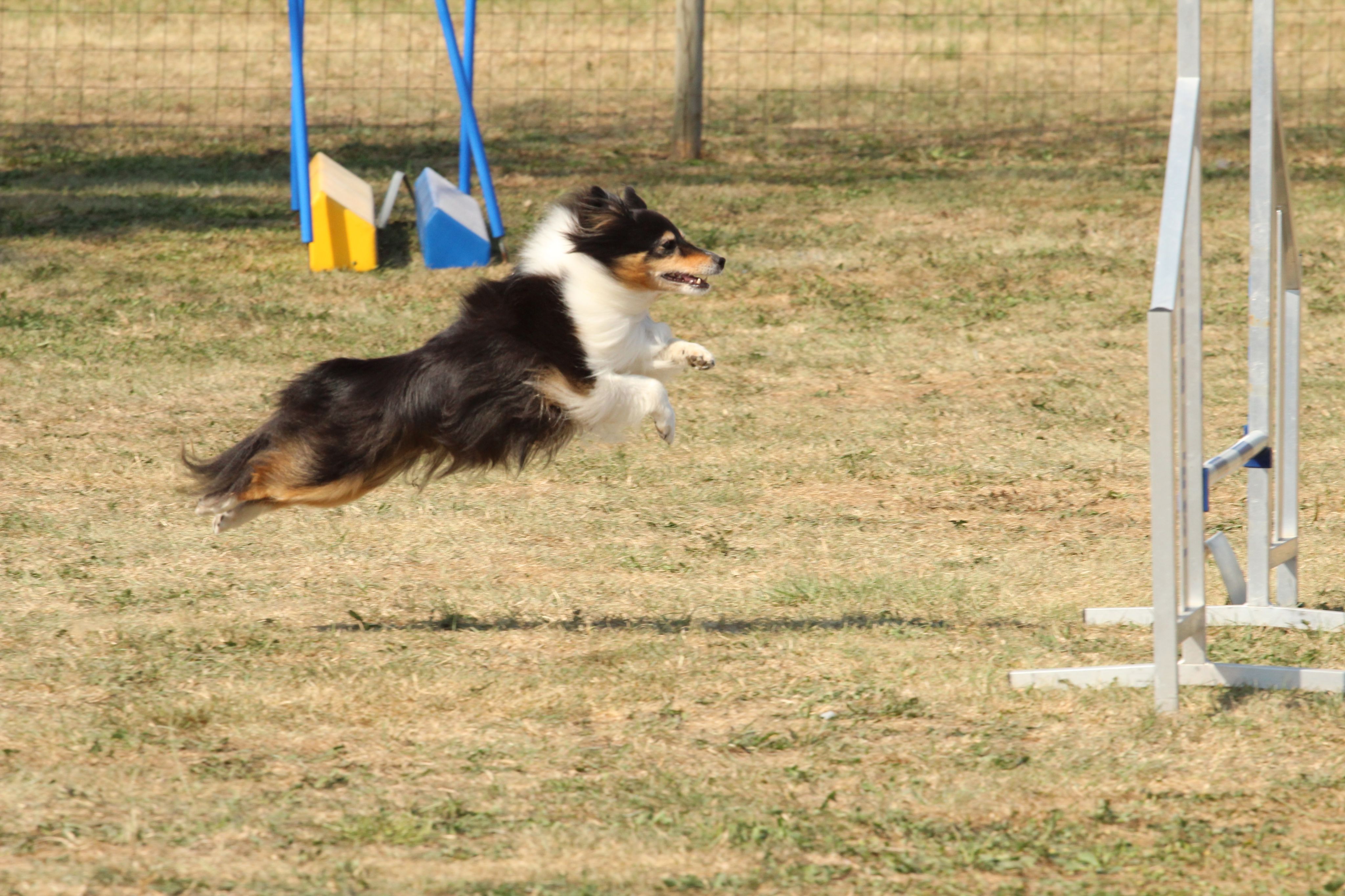 Sheltie in actie op hoogtesprong
