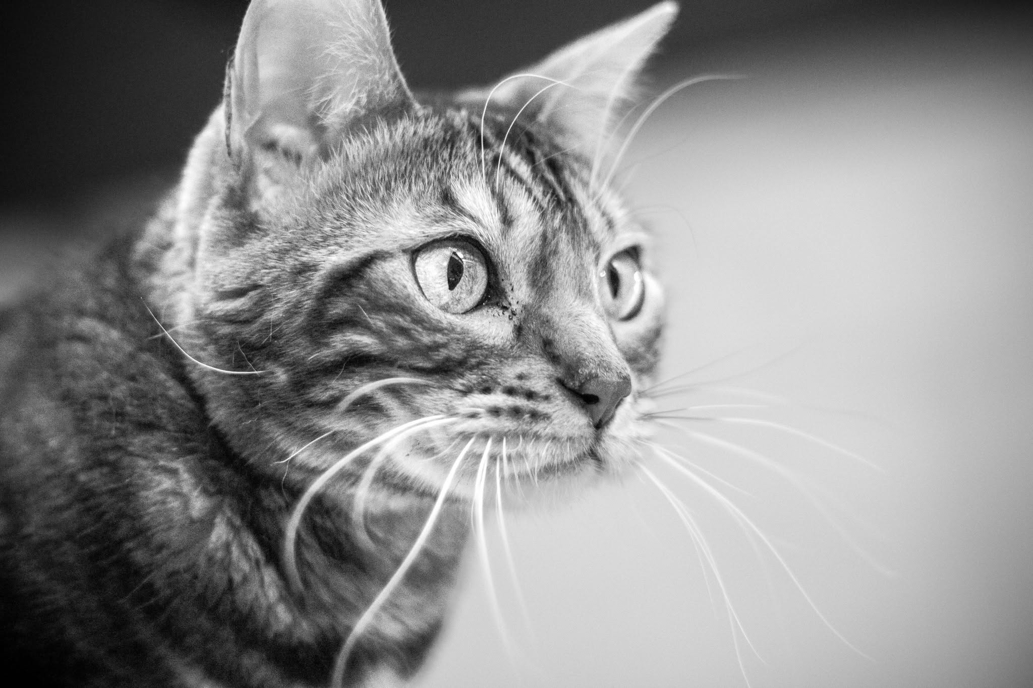 Timea gray scale