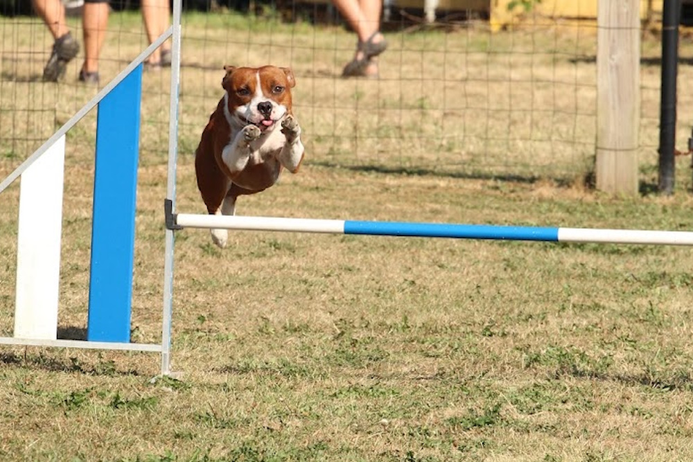 Wedstrijd agility