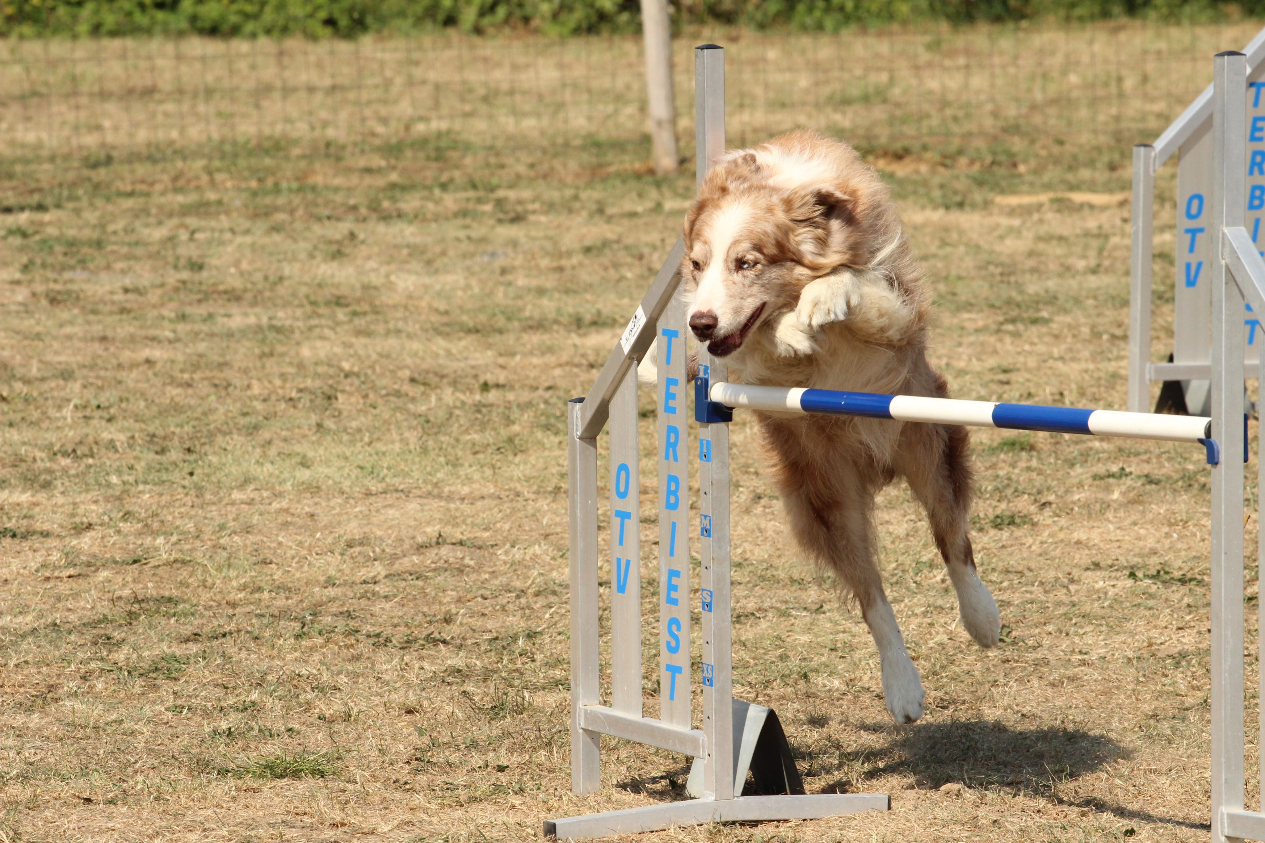 Wedstrijd agility