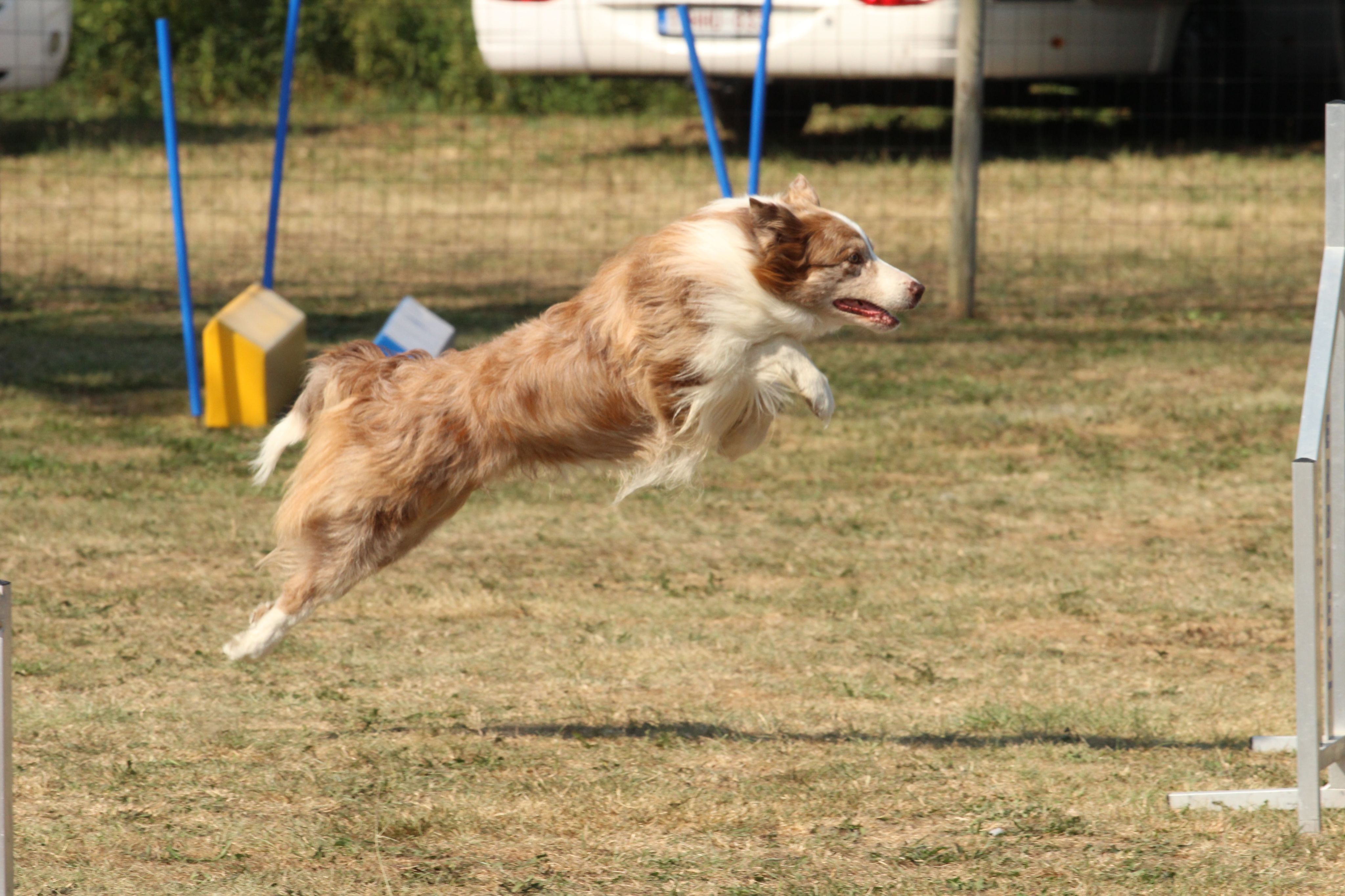 Wedstrijd agility