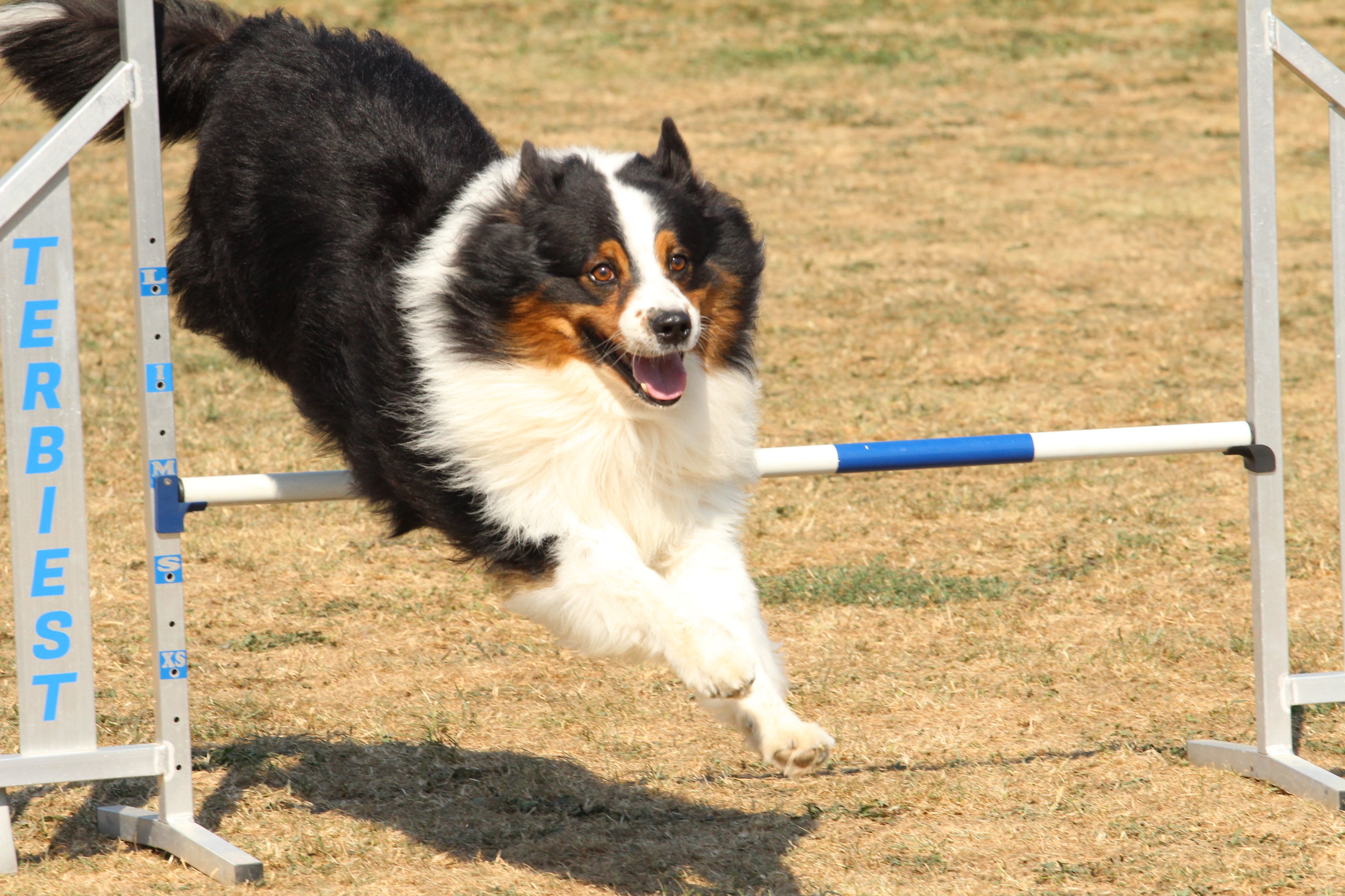 Wedstrijd agility