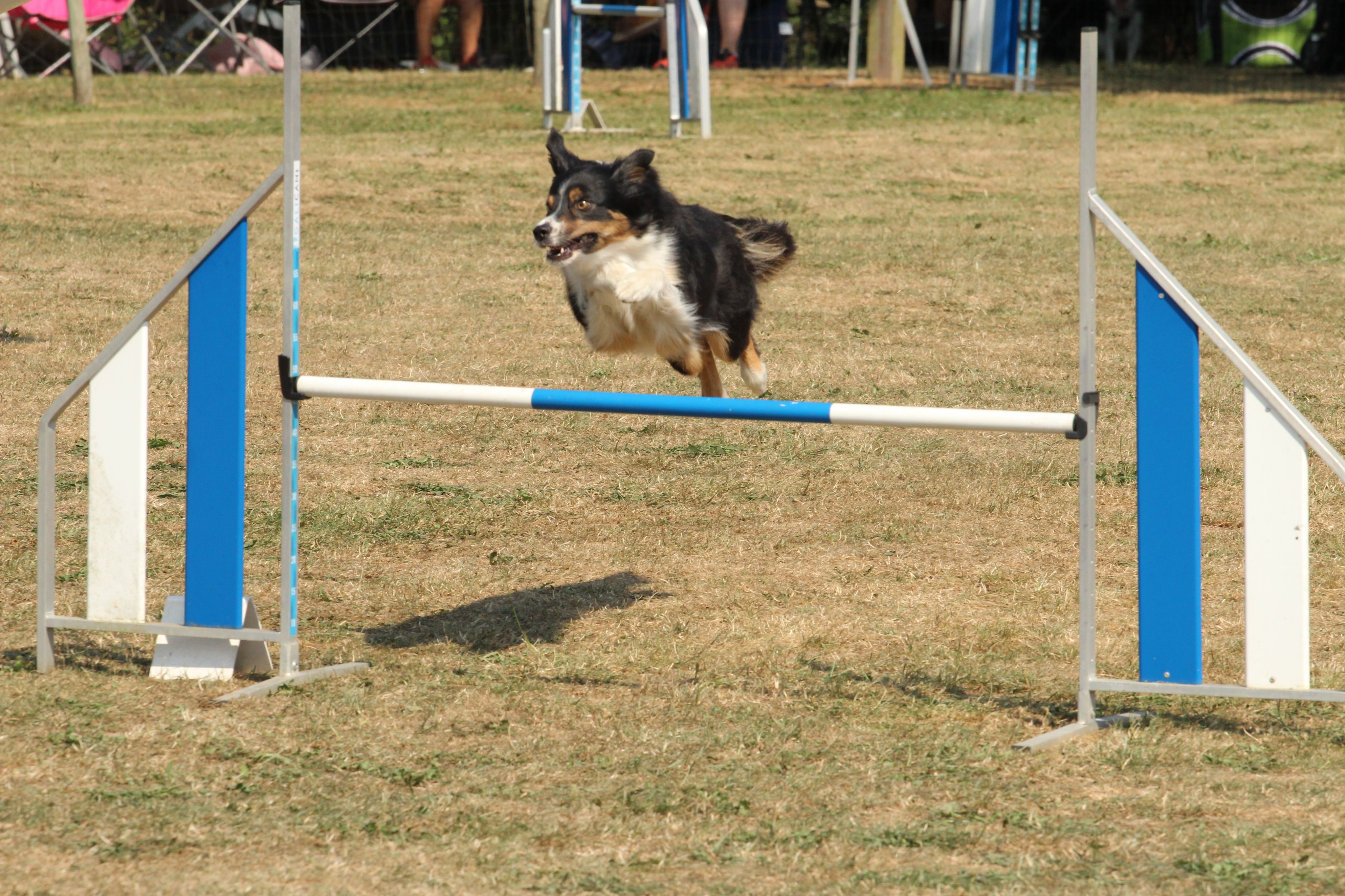 Wedstrijd agility