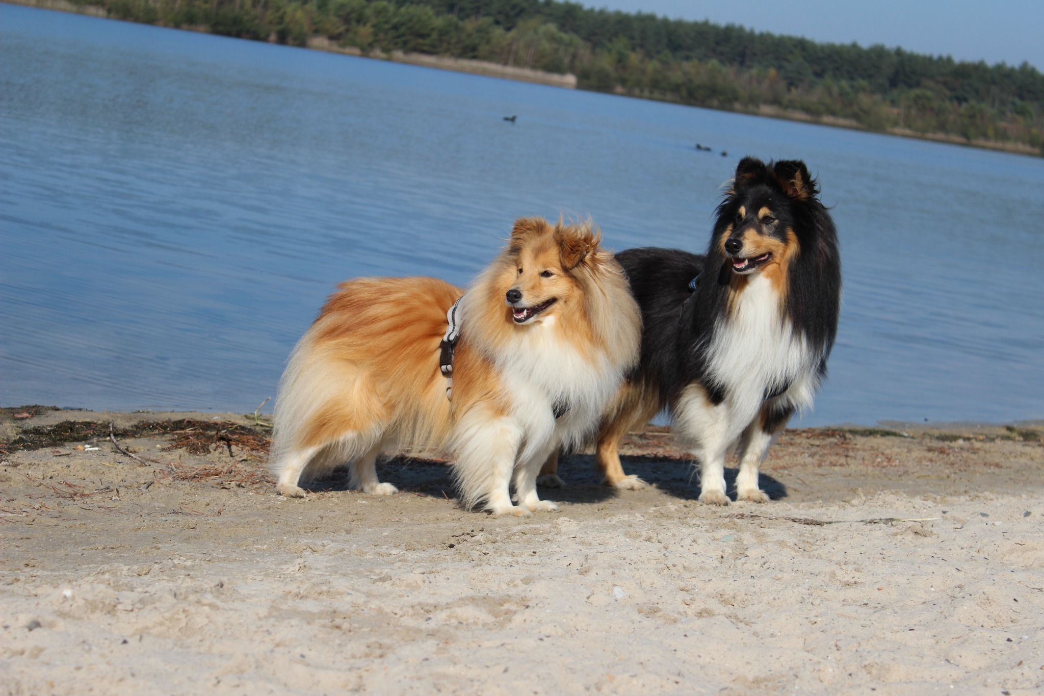 Portret van twee shelties voor een meer