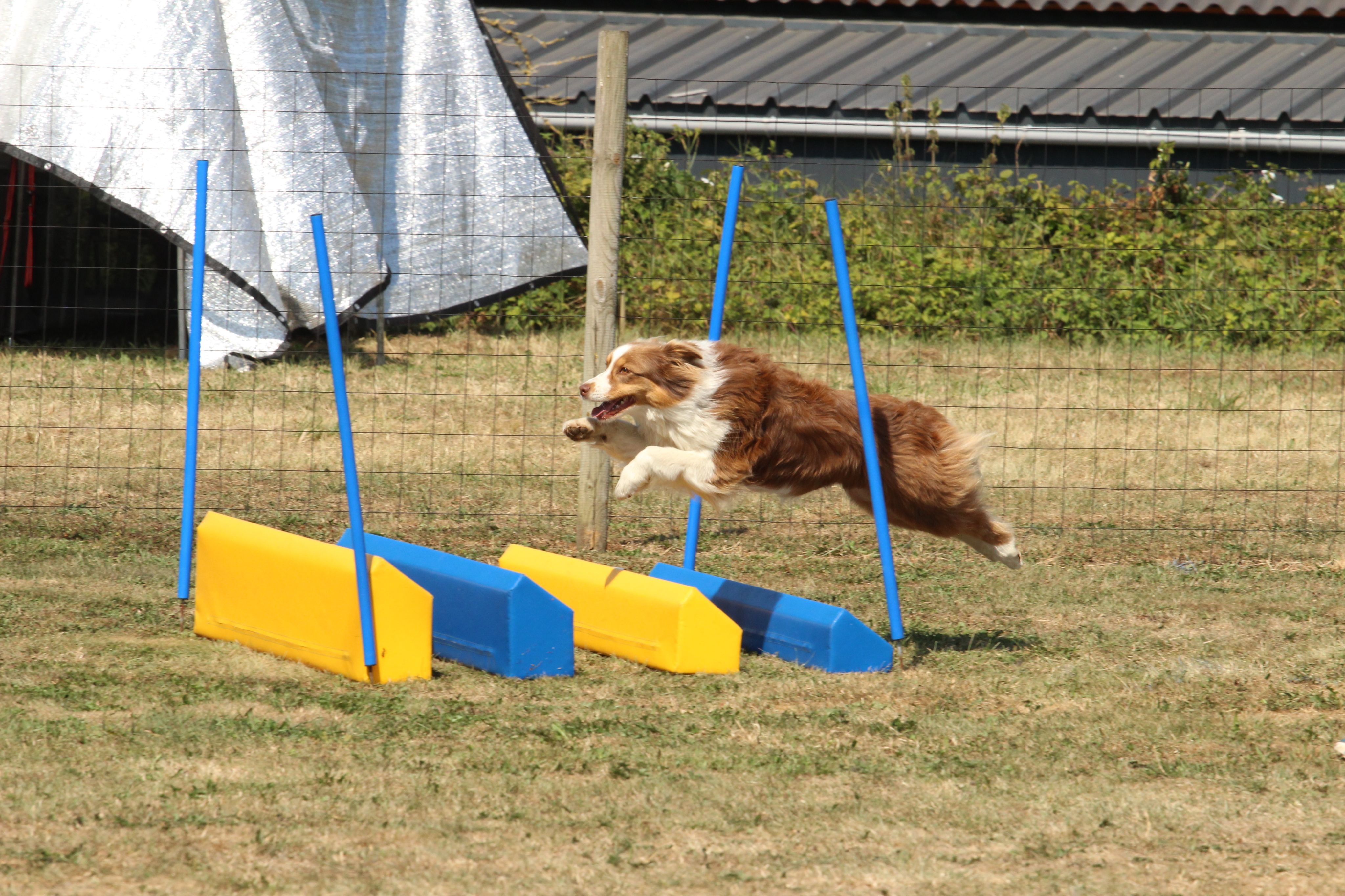 Wedstrijd agility