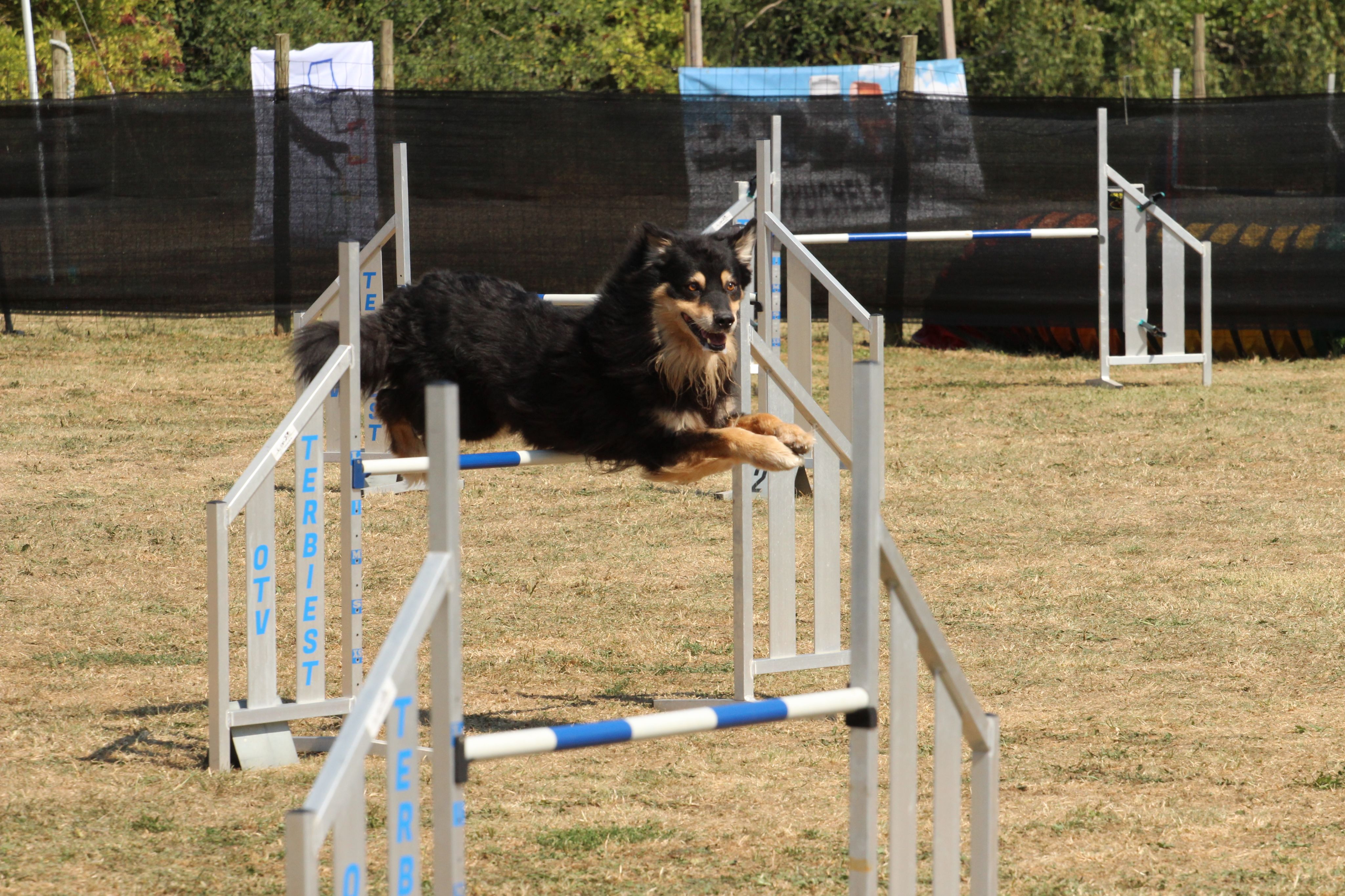 Wedstrijd agility