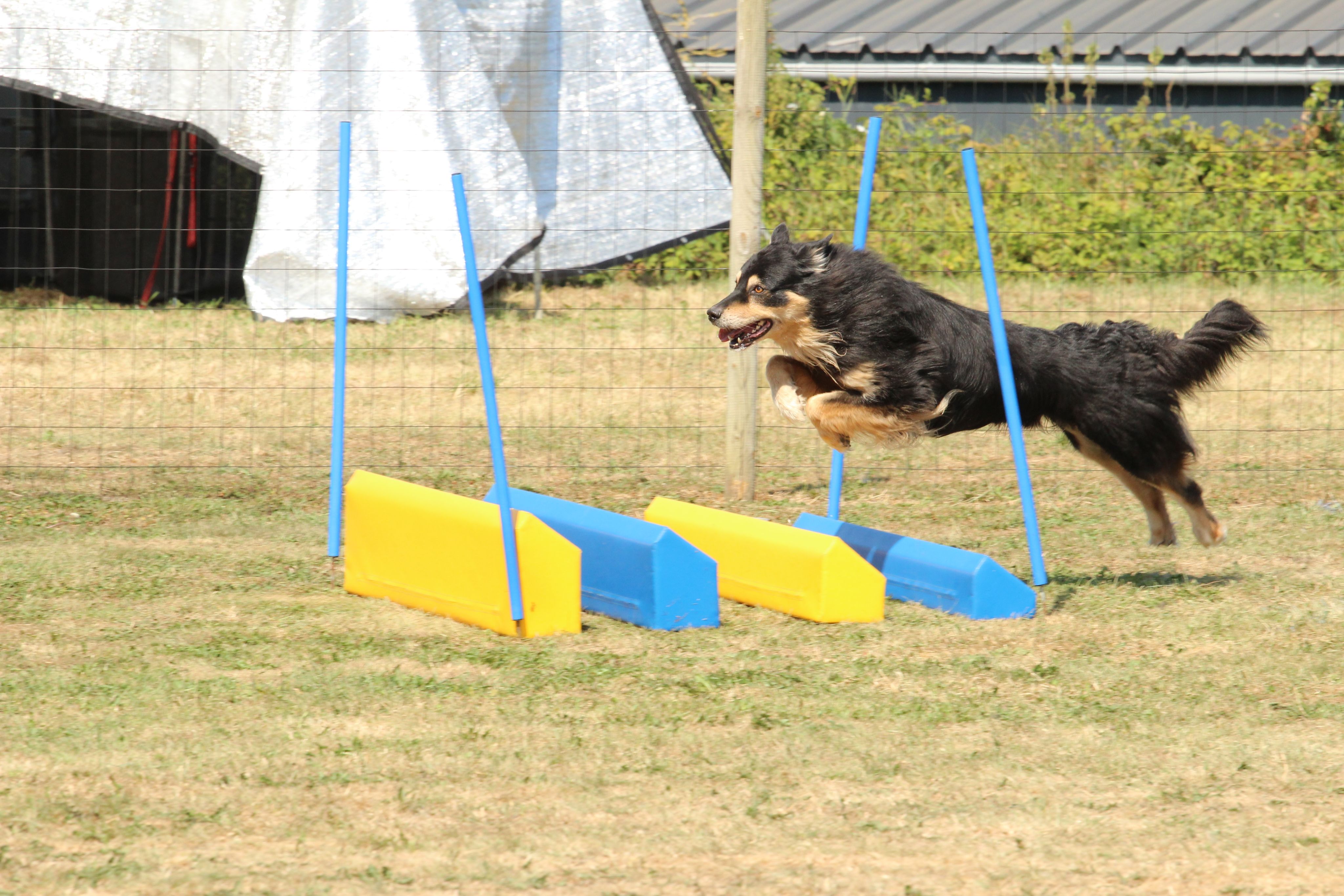 Wedstrijd agility