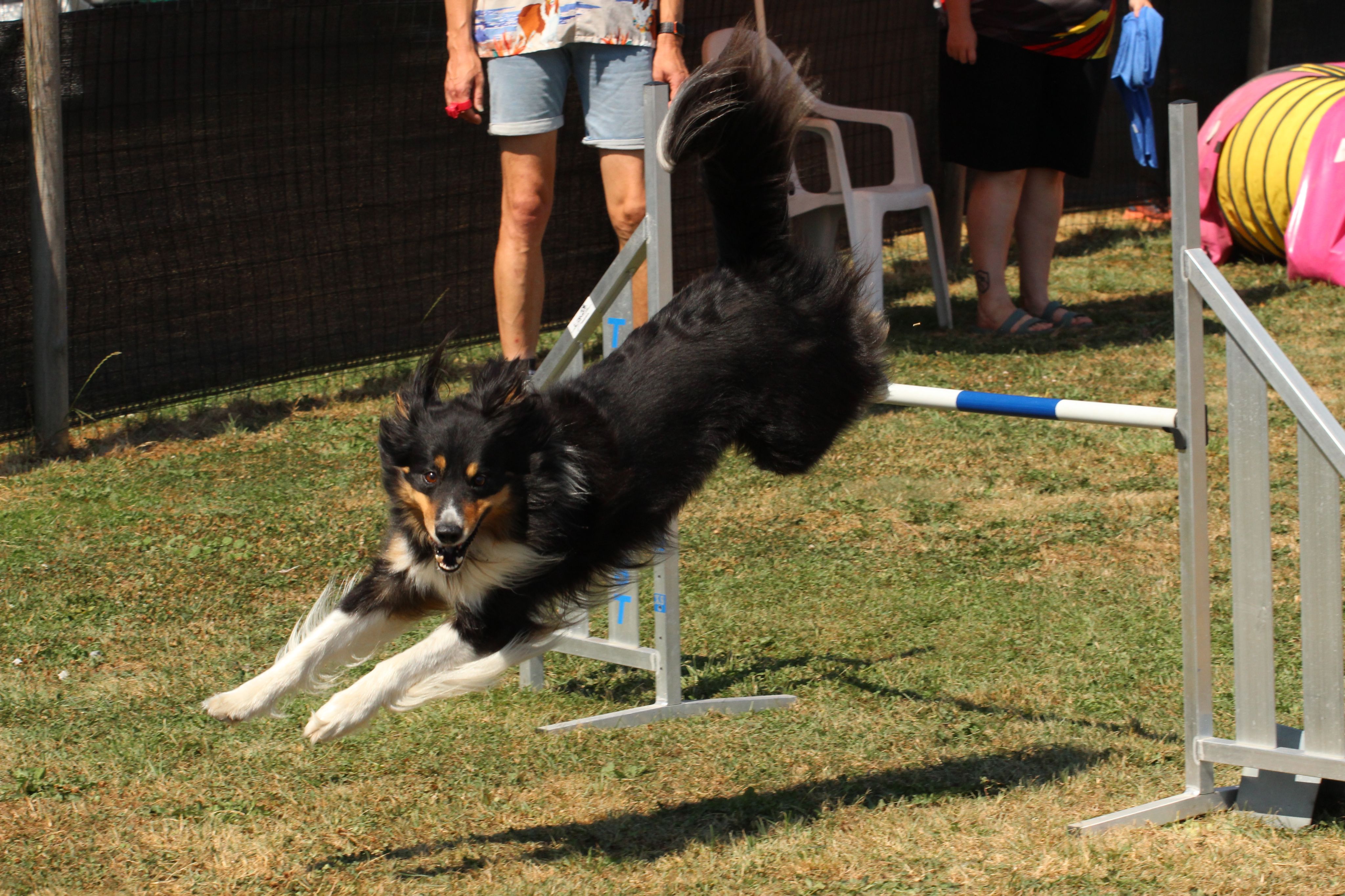 Wedstrijd agility