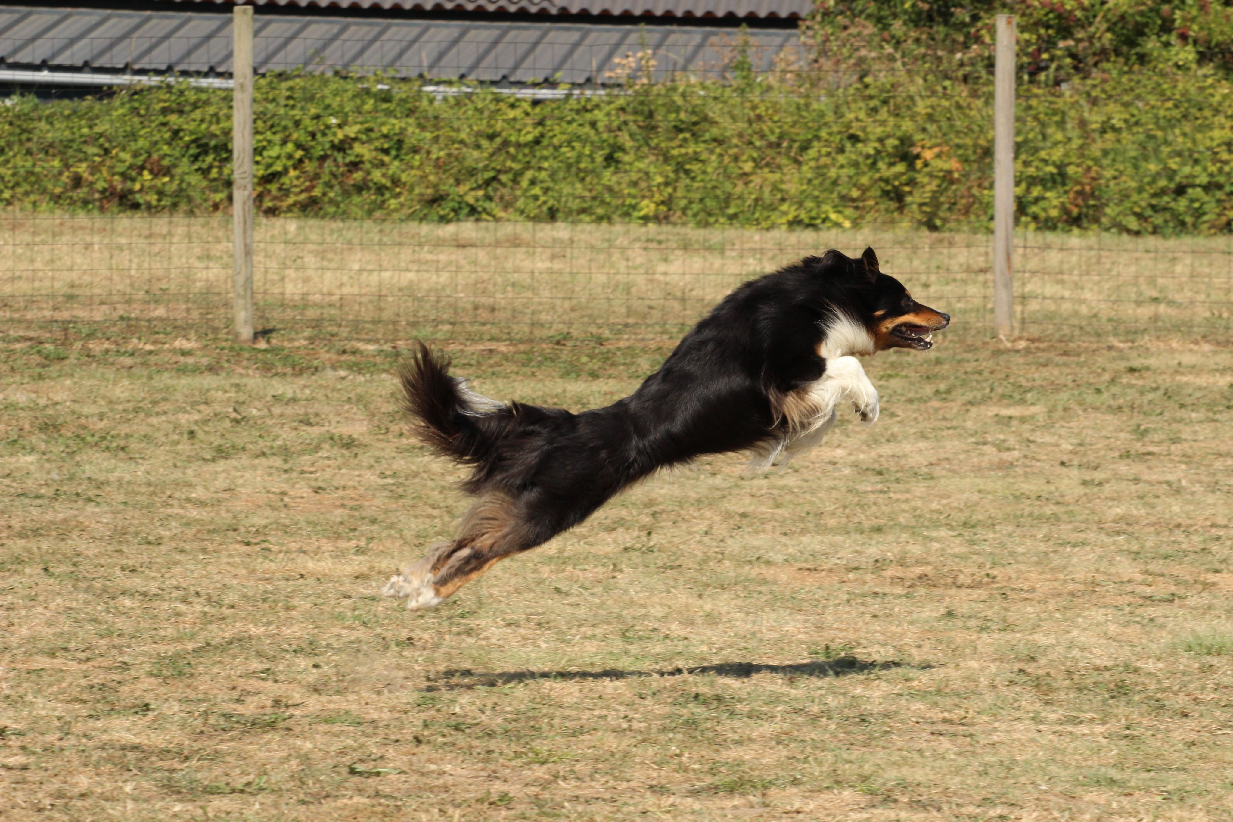 Wedstrijd agility