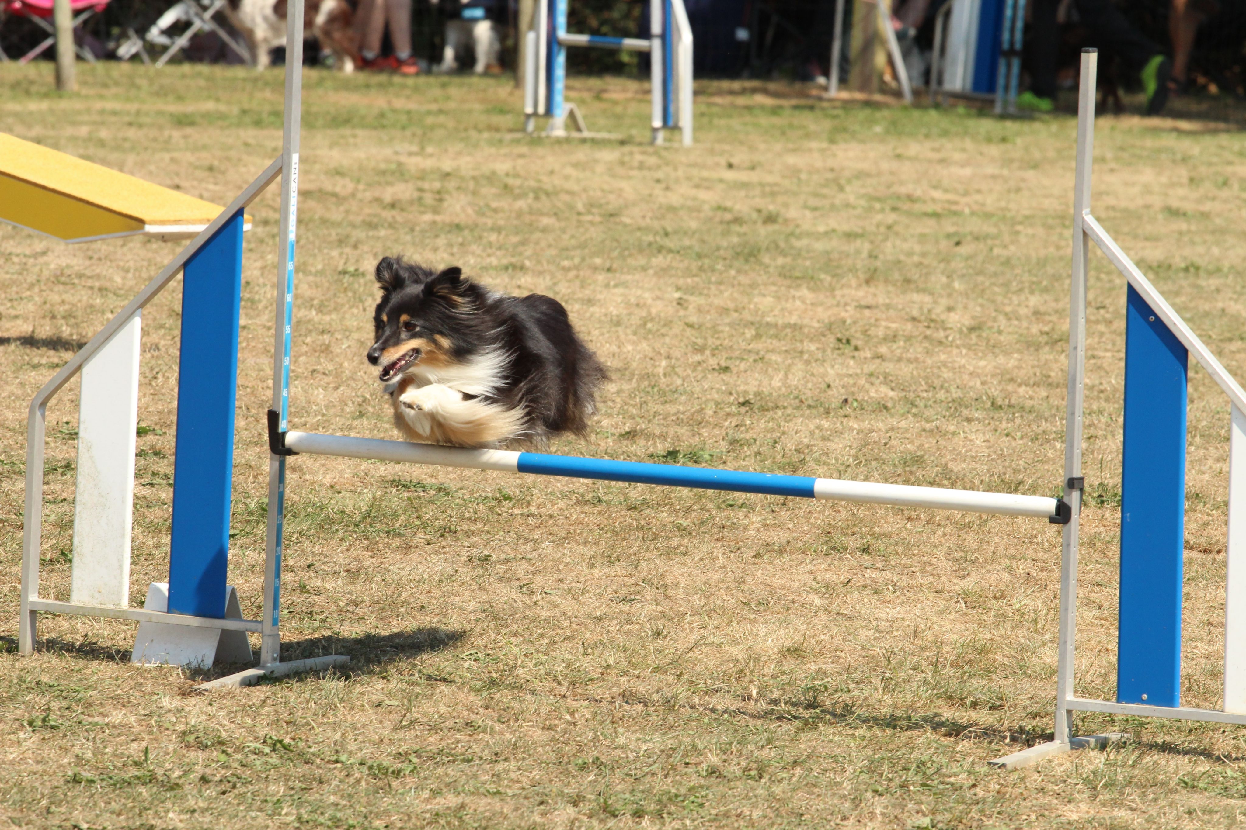 Wedstrijd agility