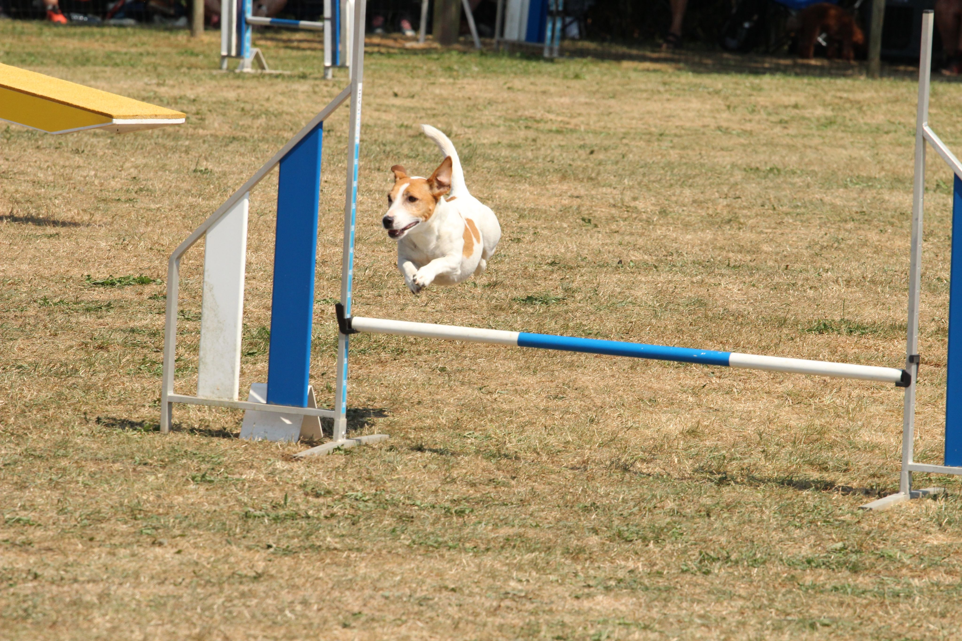 Wedstrijd agility