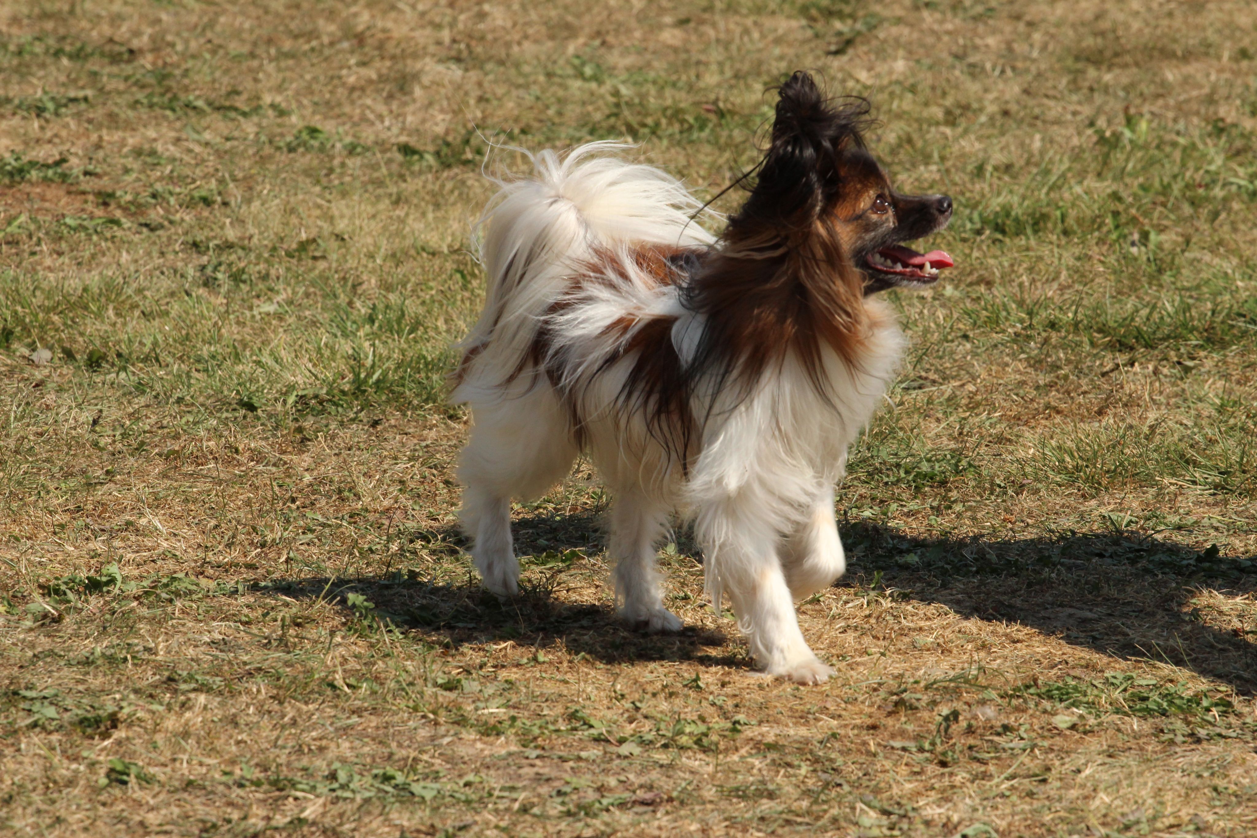 Wedstrijd agility