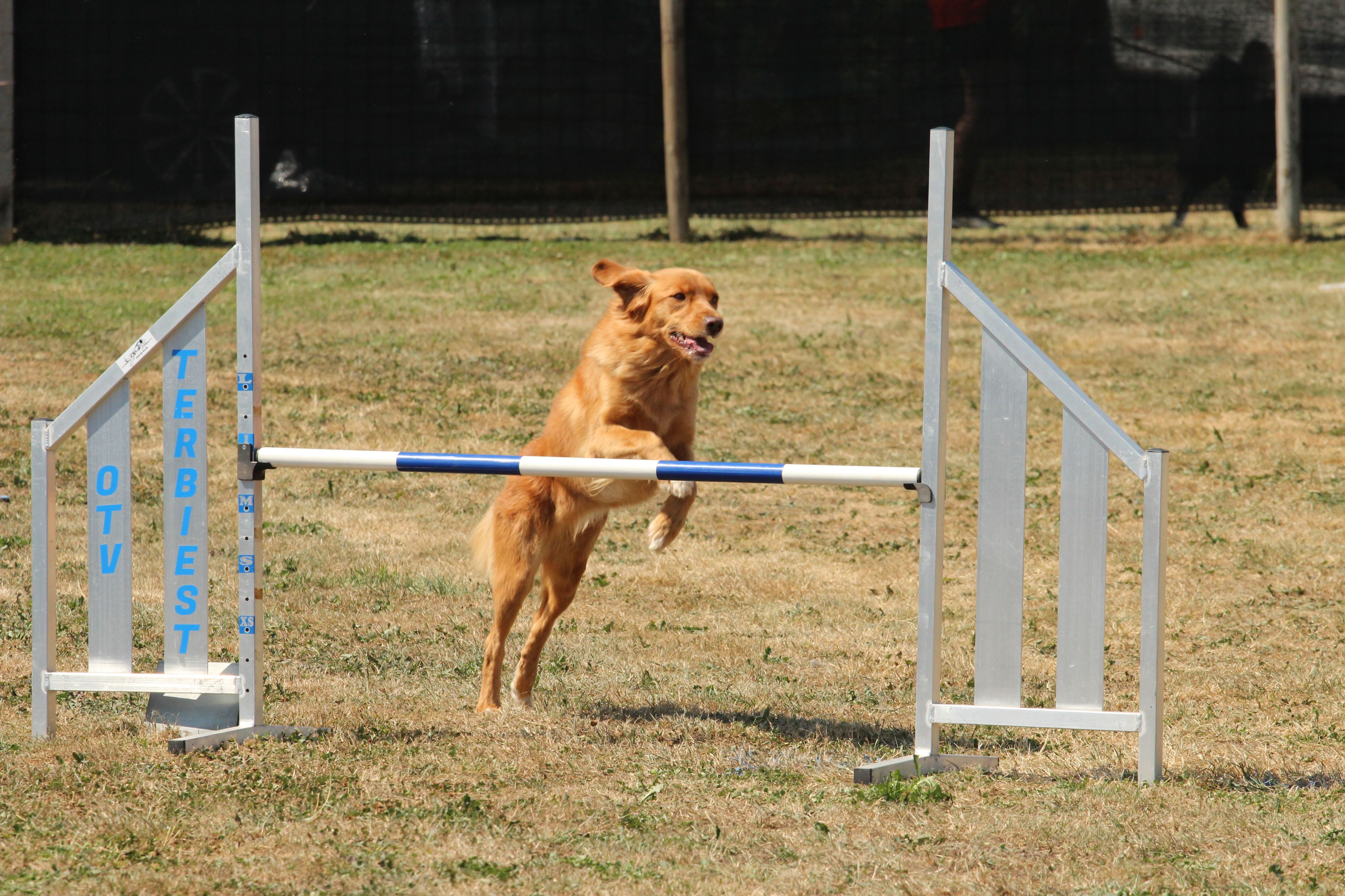 Wedstrijd agility
