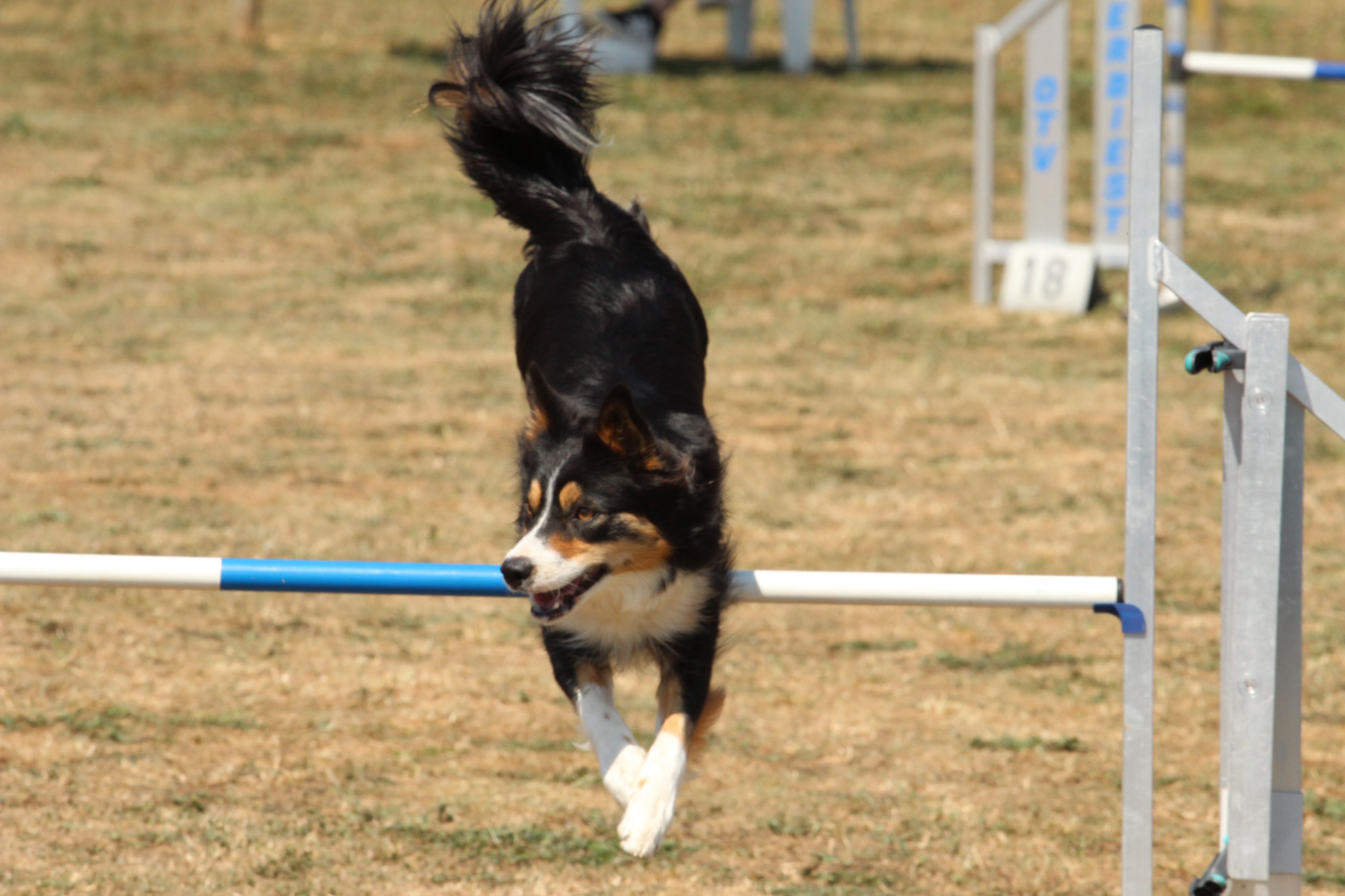 Wedstrijd agility