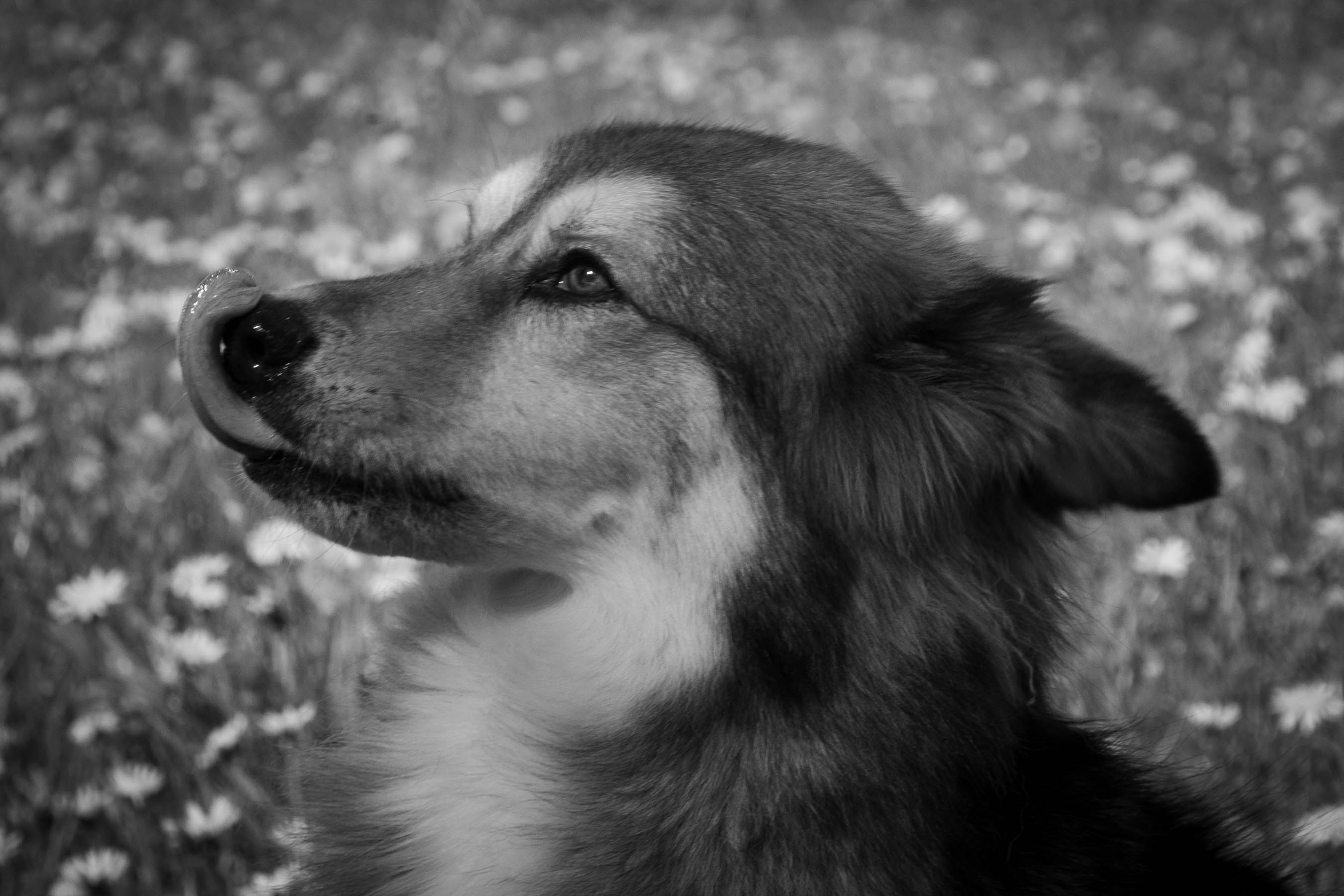 Close-up portret van een hond in grijswaarde