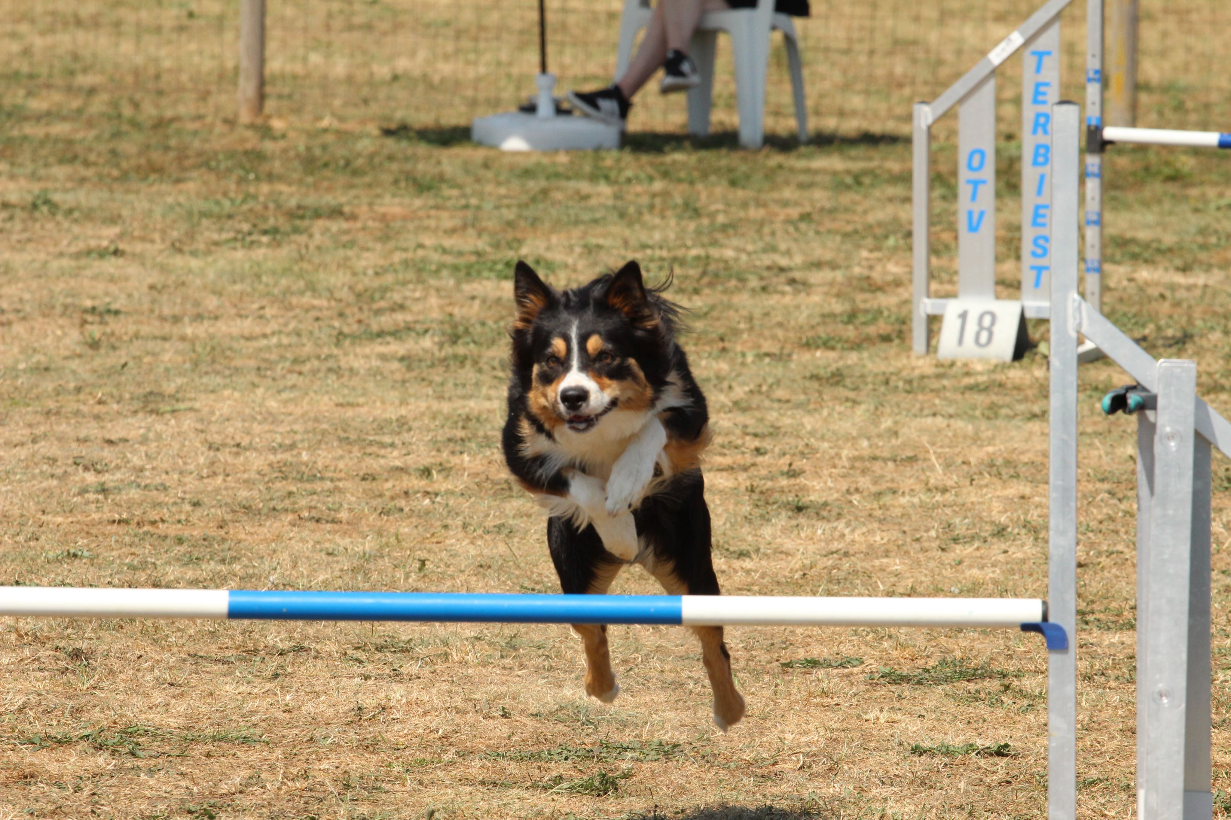 Wedstrijd agility