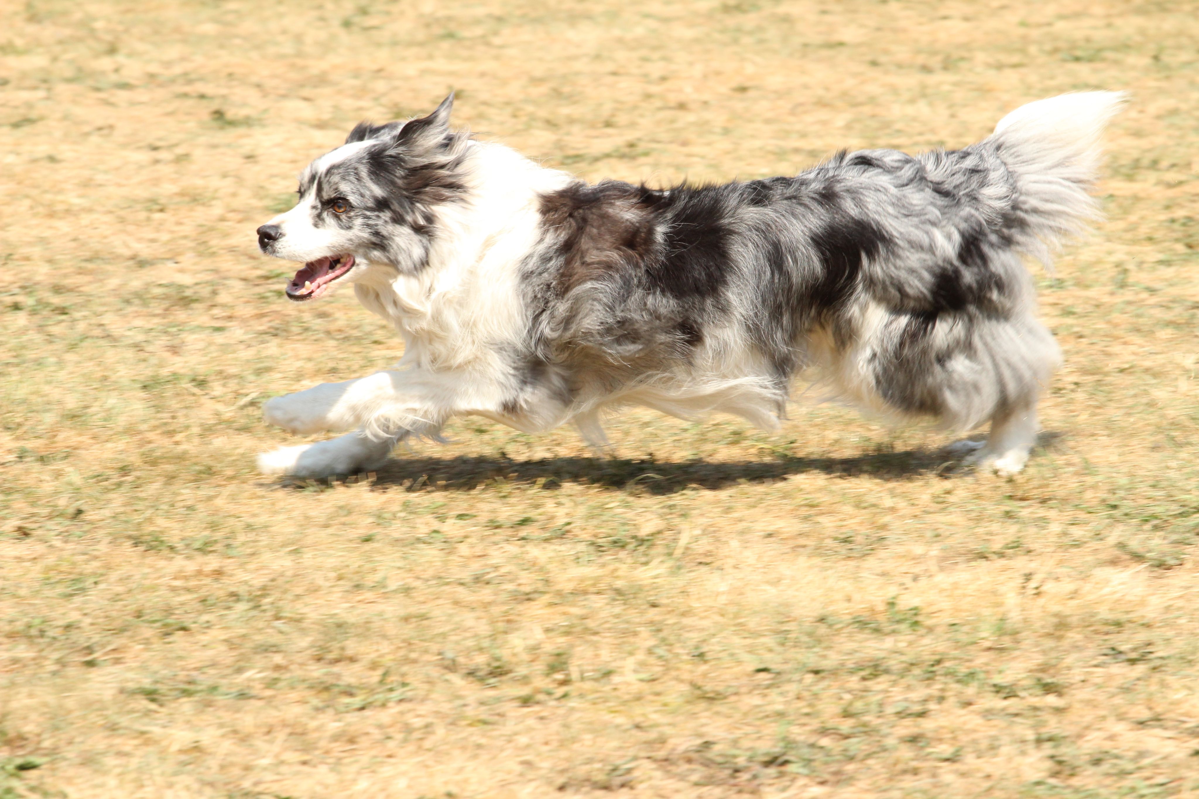 Wedstrijd agility