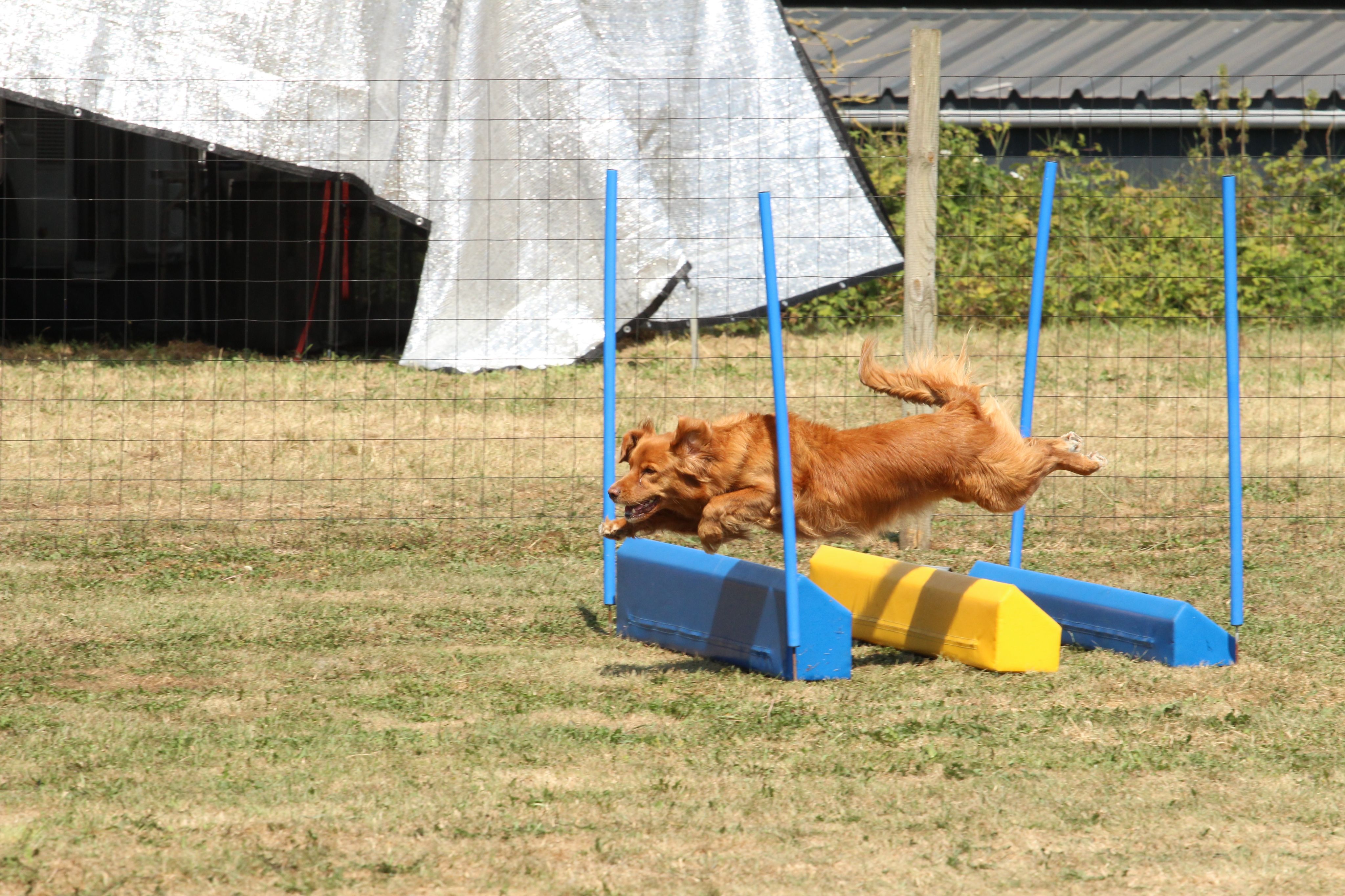Wedstrijd agility