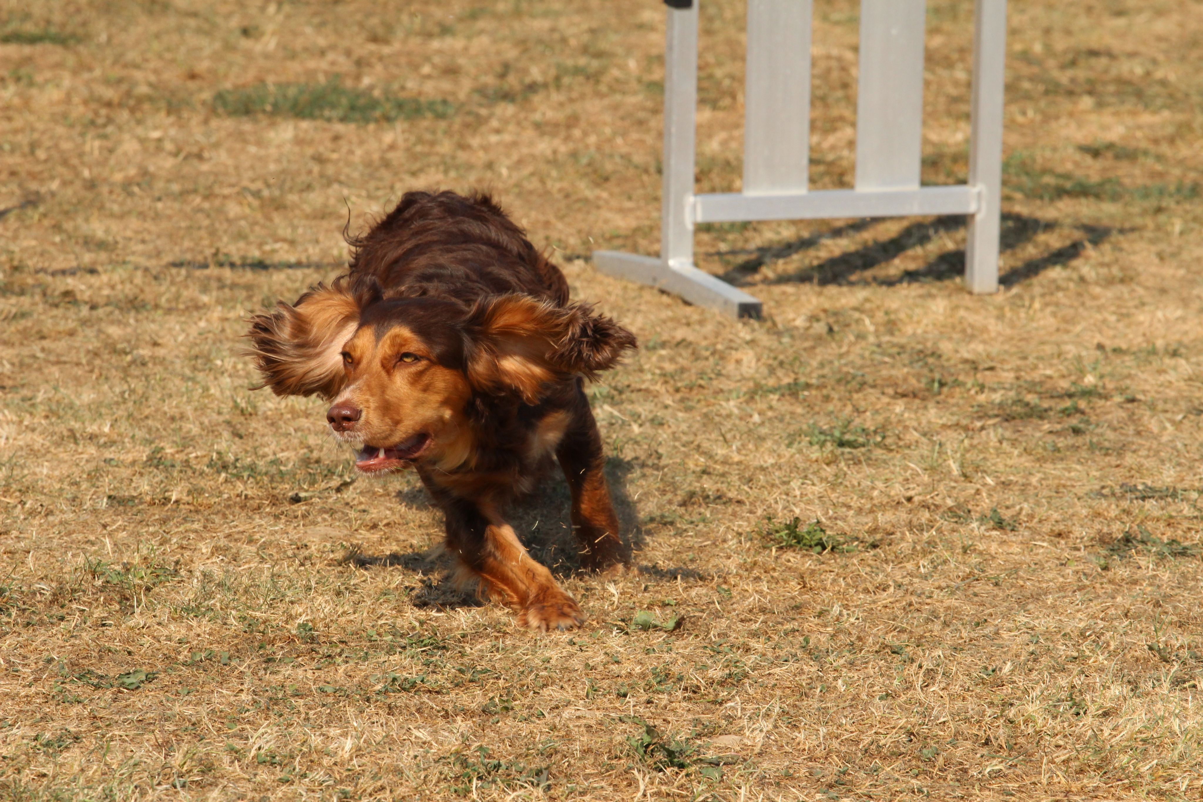 Wedstrijd agility