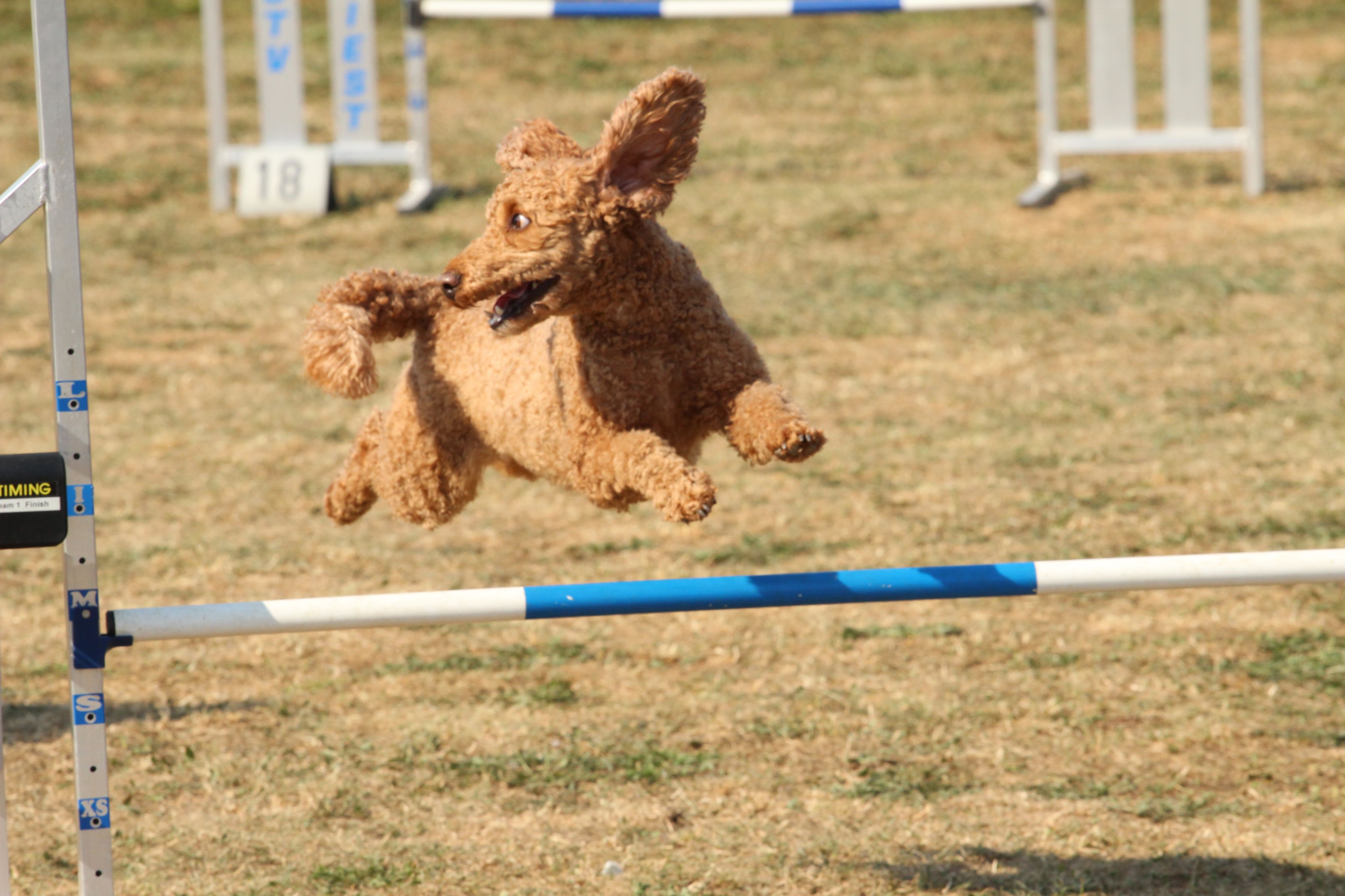 Wedstrijd agility