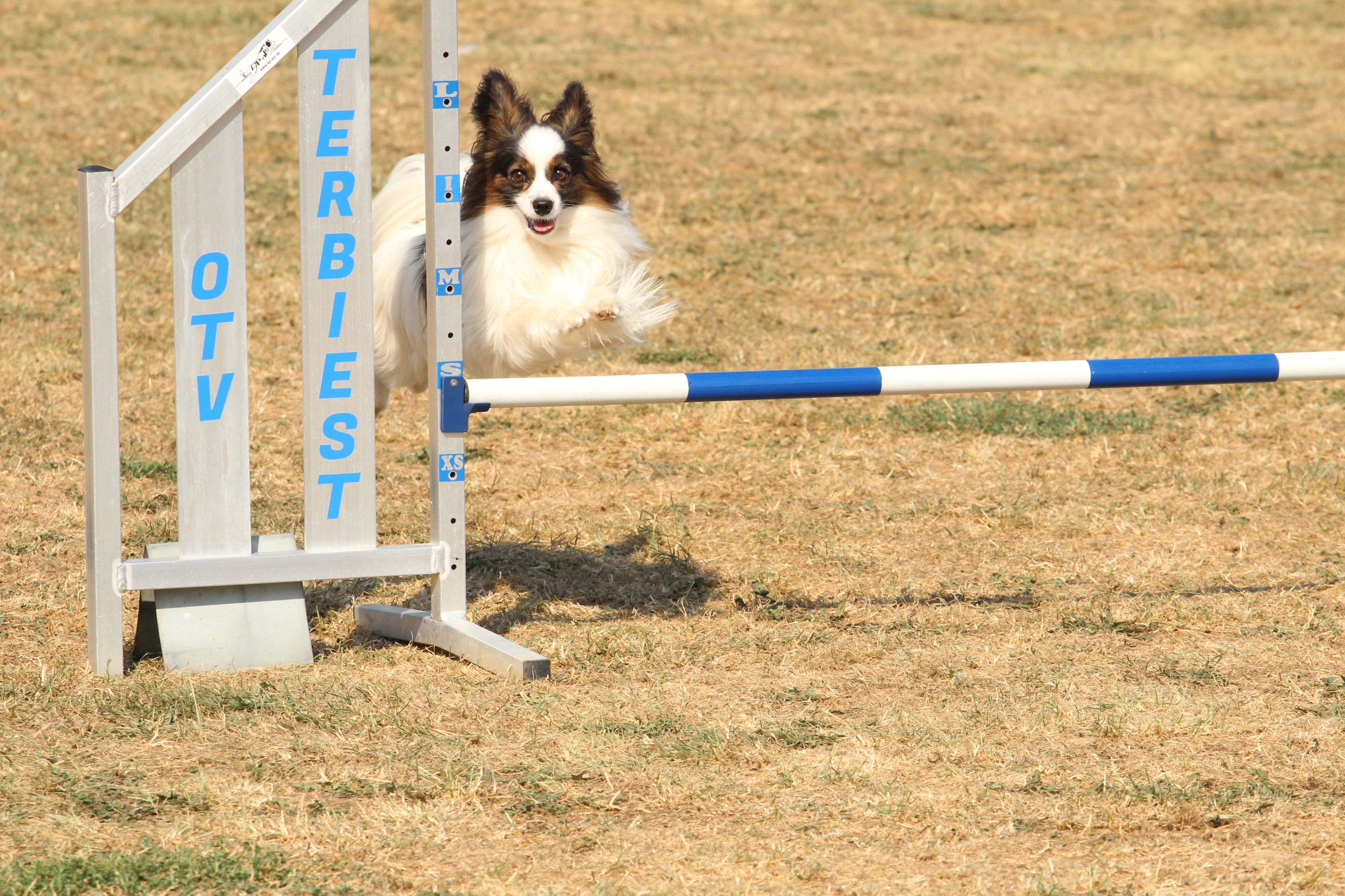 Wedstrijd agility
