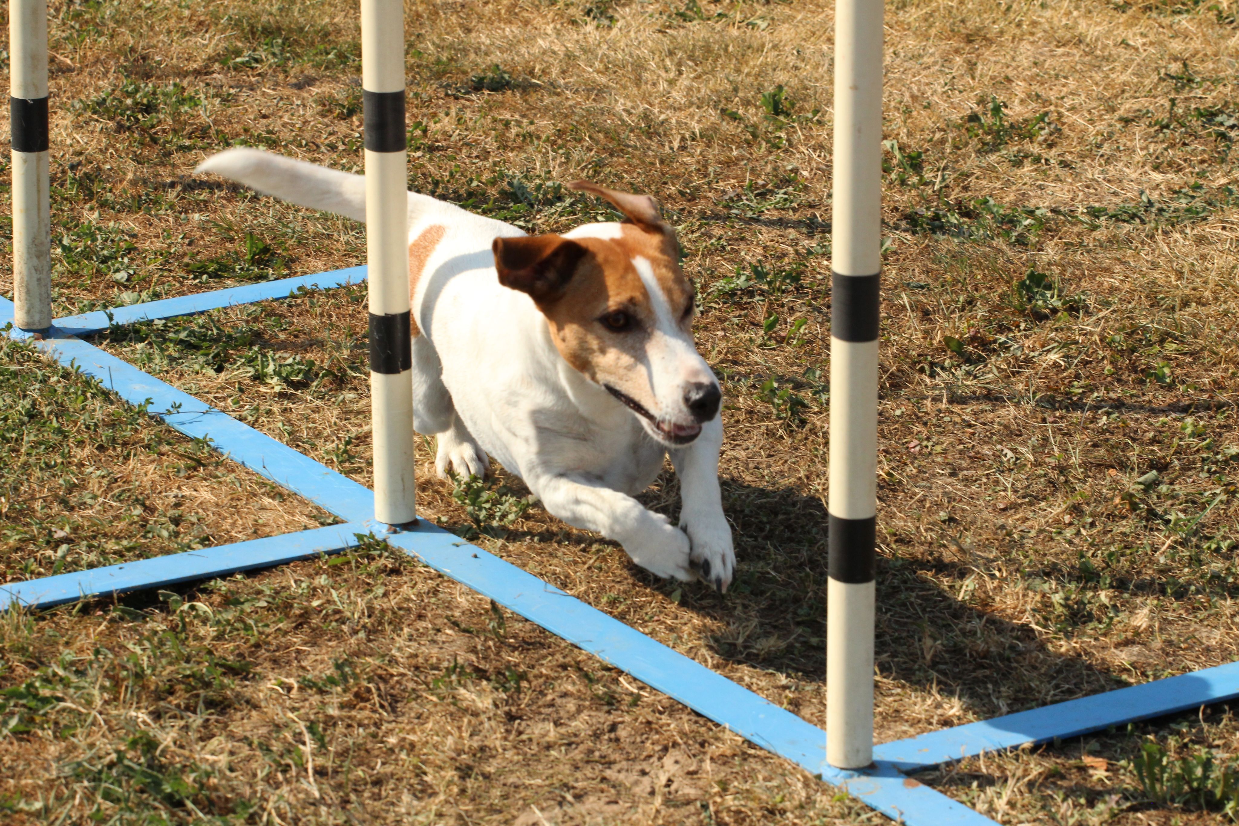 Wedstrijd agility