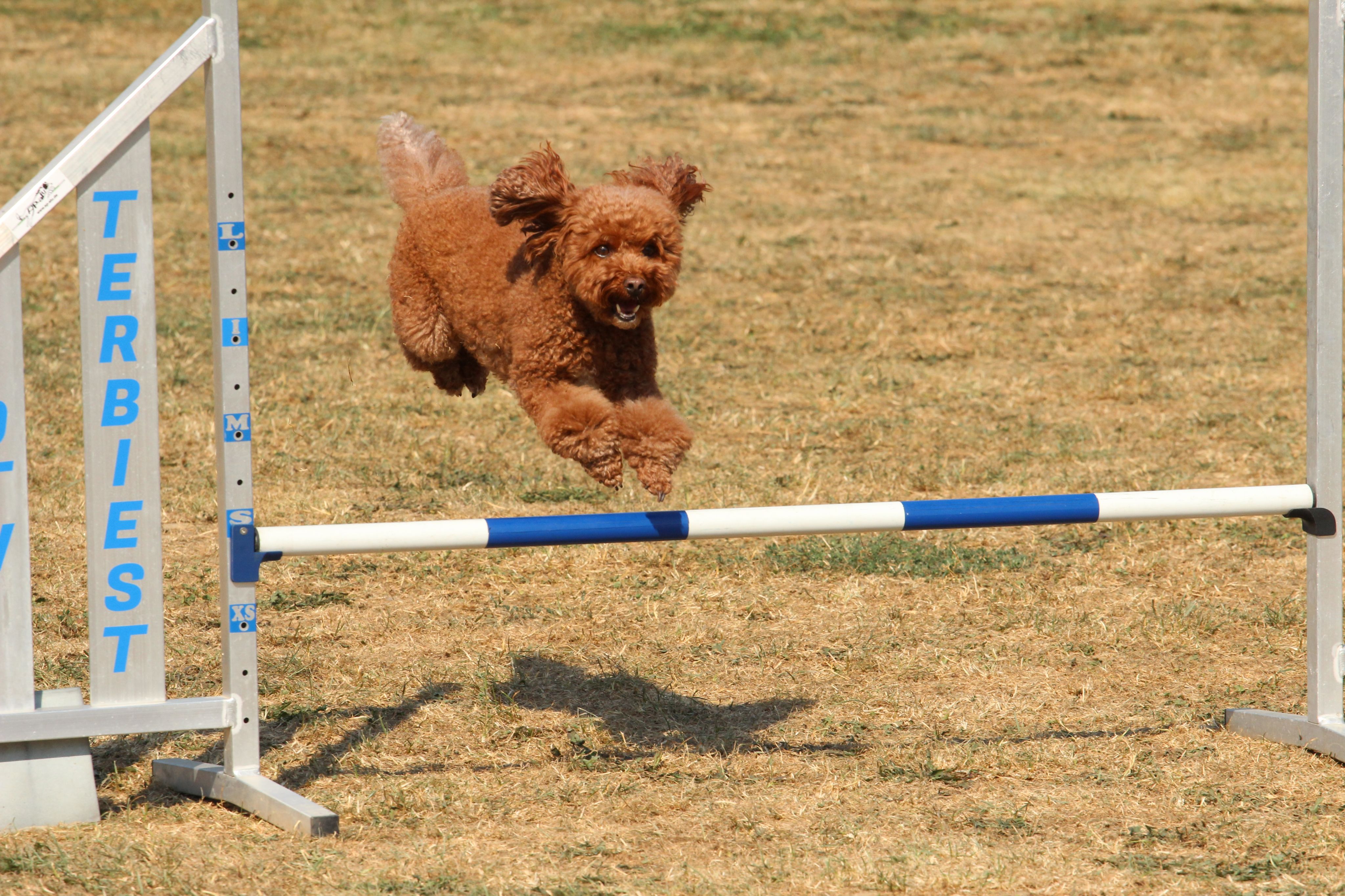 Wedstrijd agility