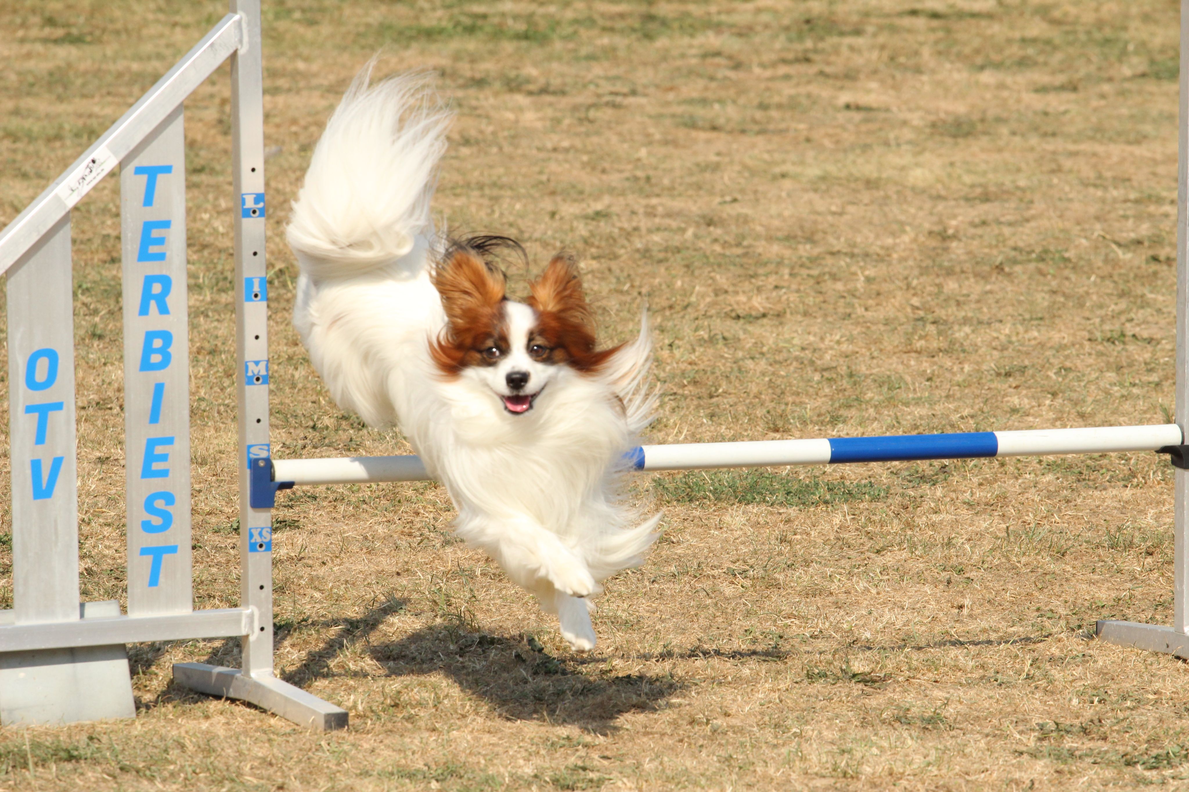 Wedstrijd agility