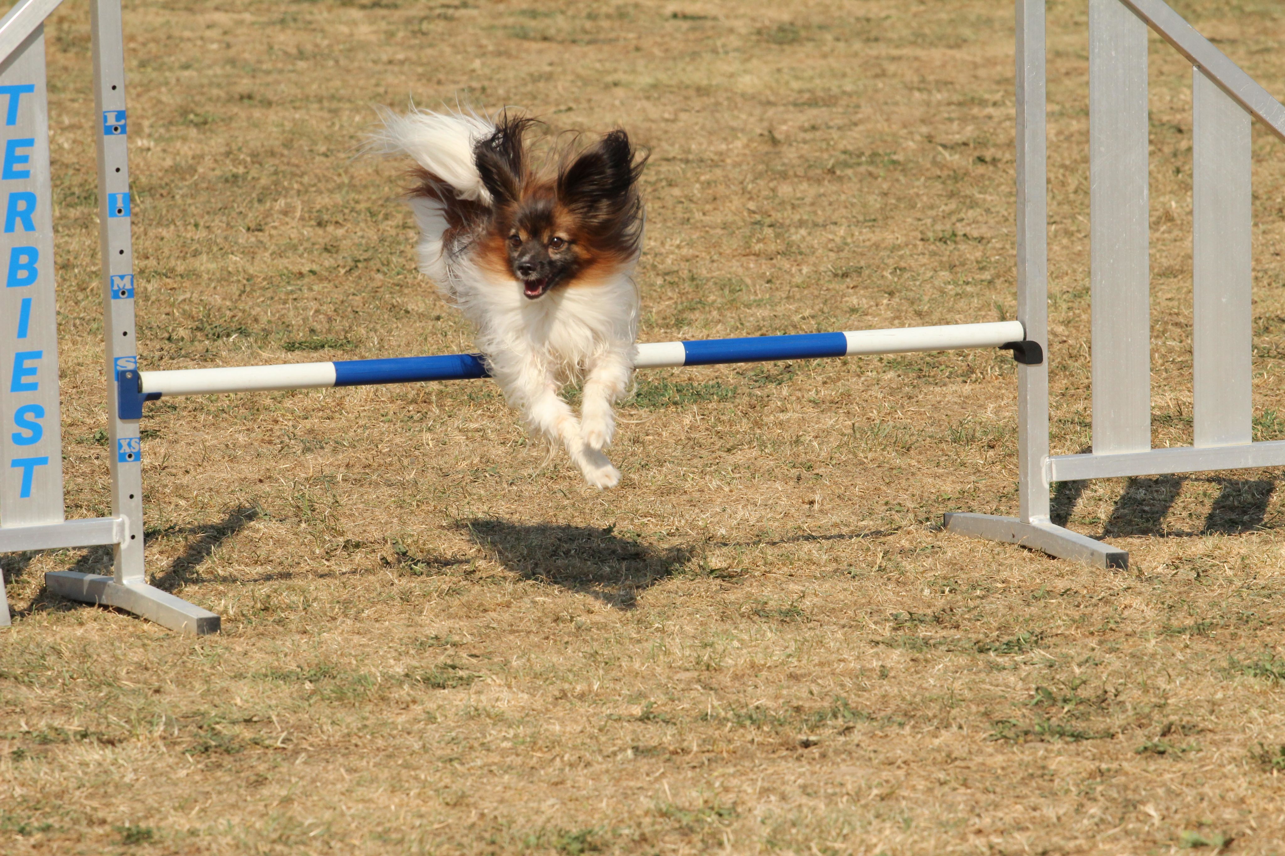 Wedstrijd agility