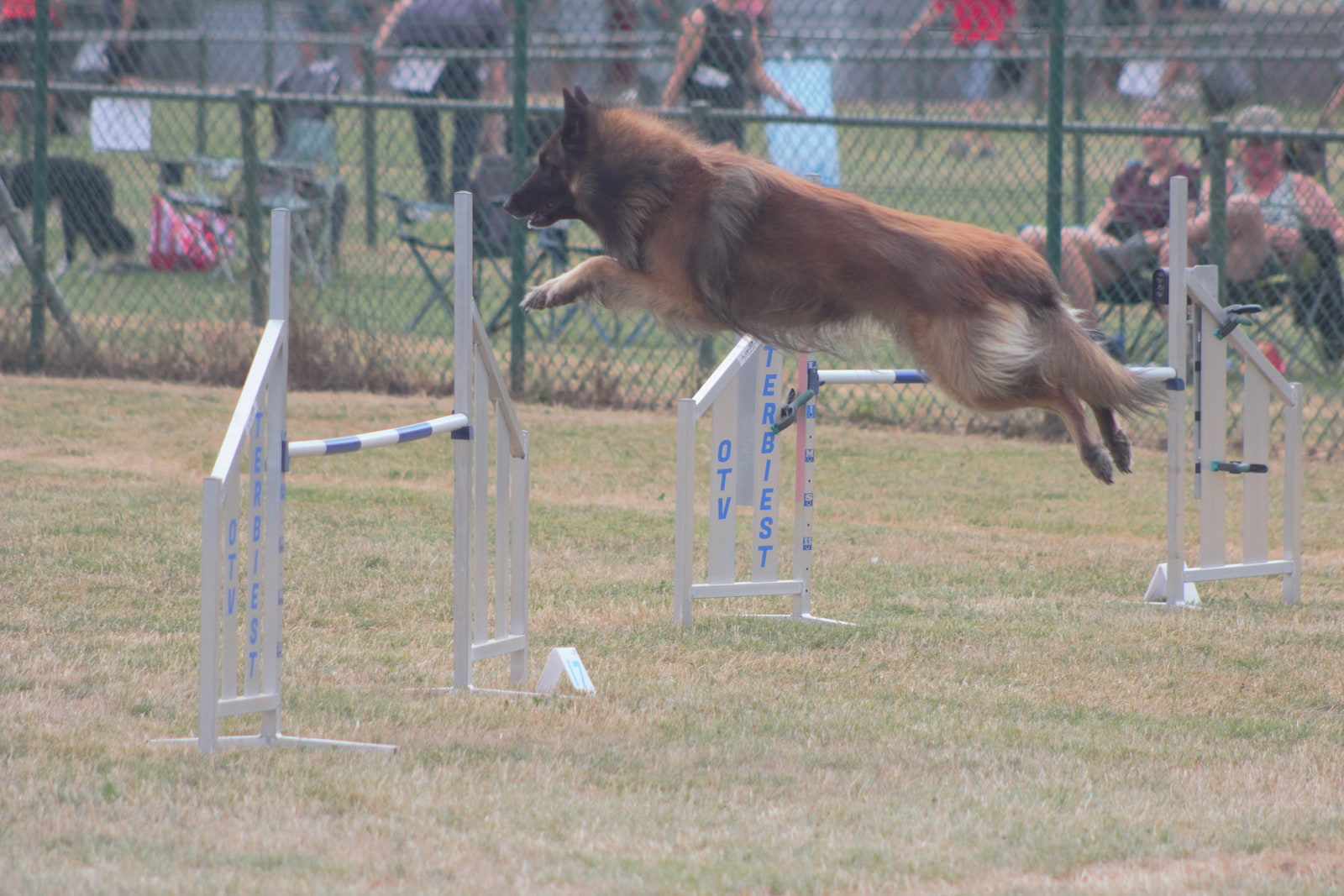 Tervuurse herder in actie bij agility