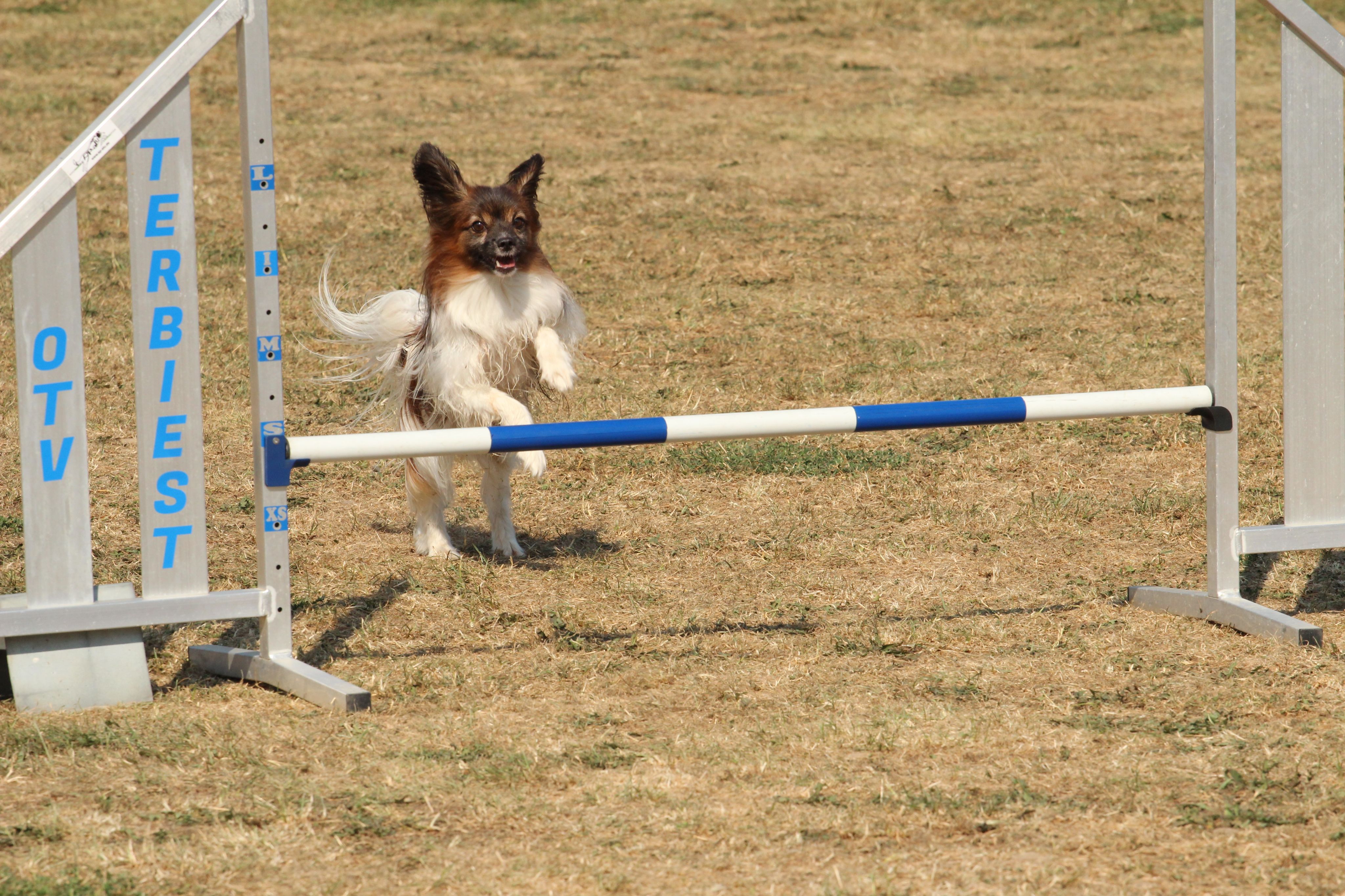 Wedstrijd agility