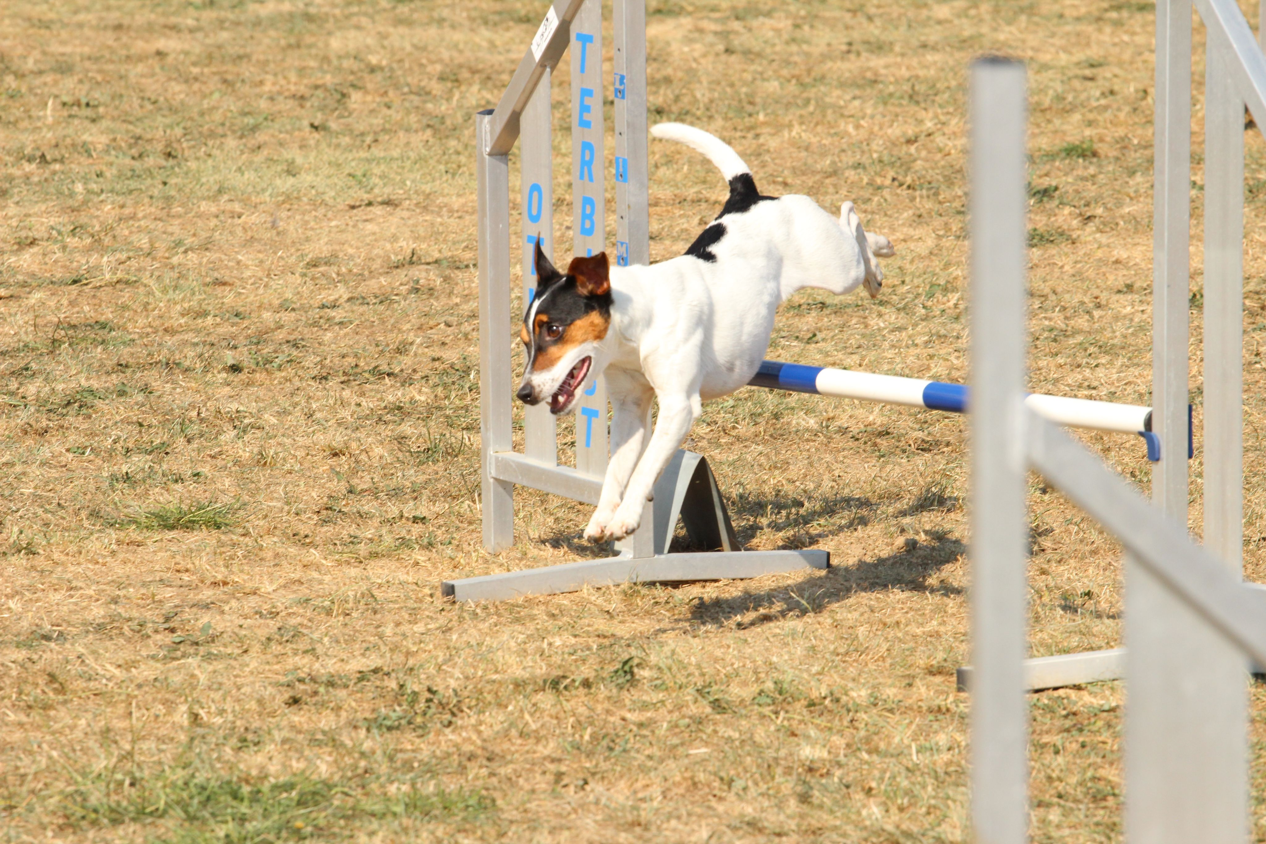 Wedstrijd agility
