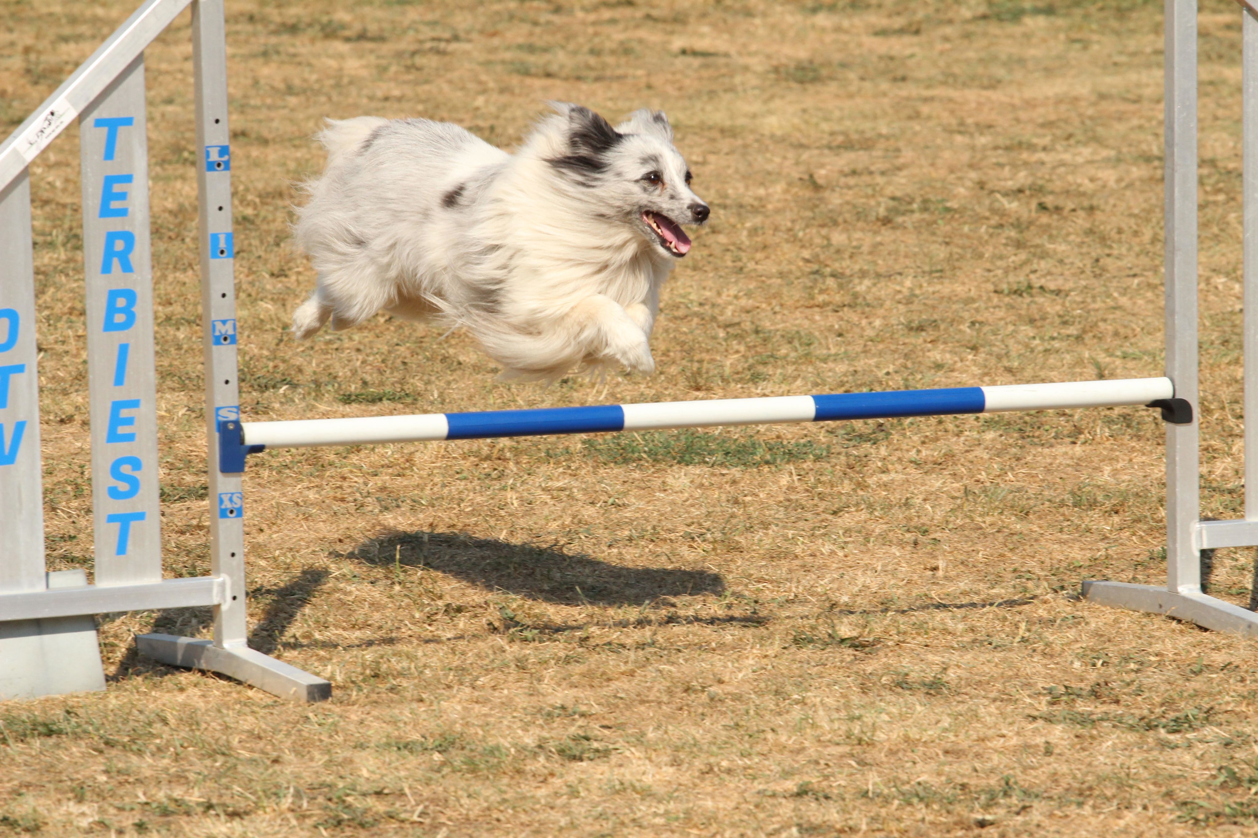 Wedstrijd agility