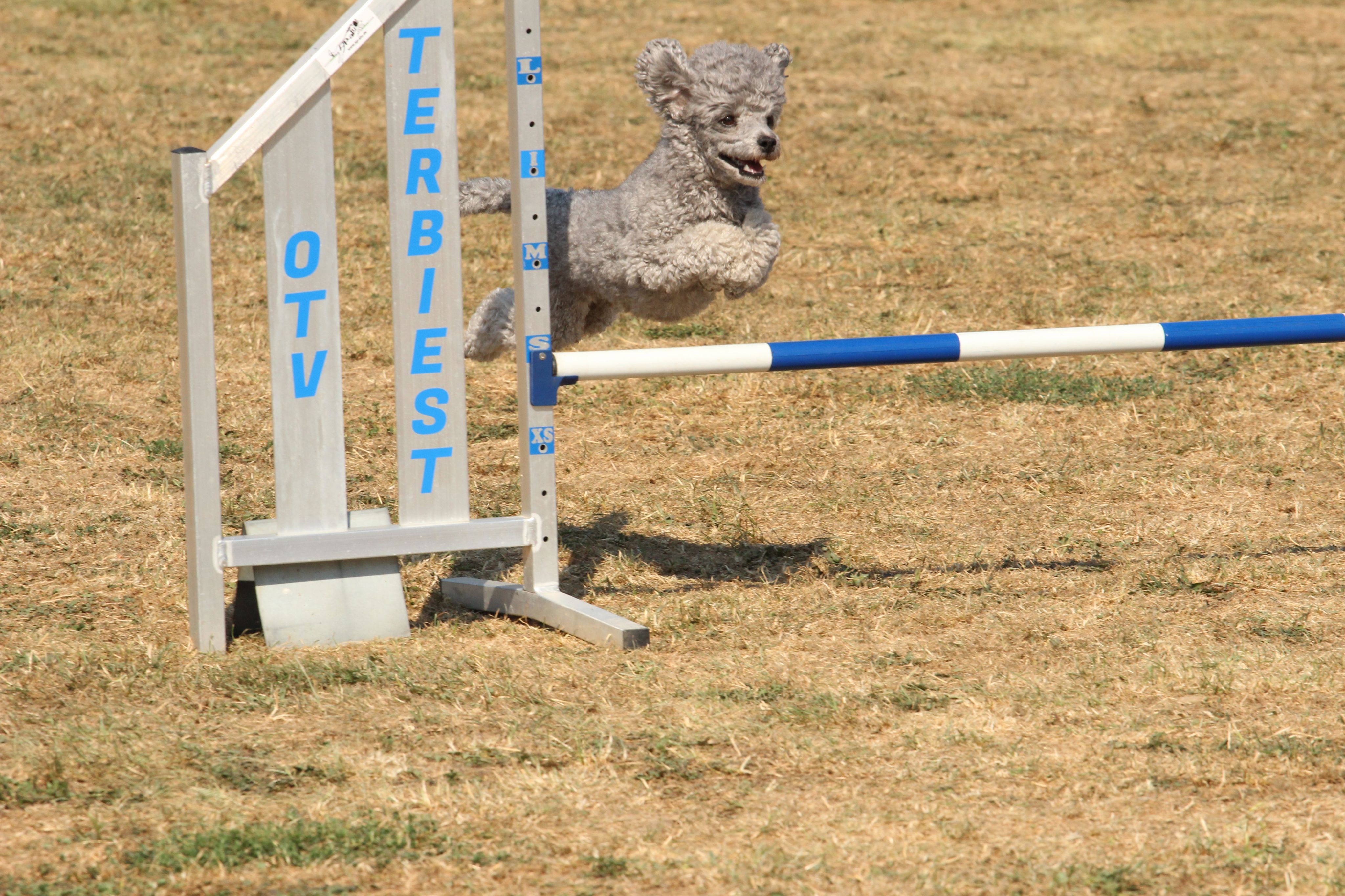 Wedstrijd agility