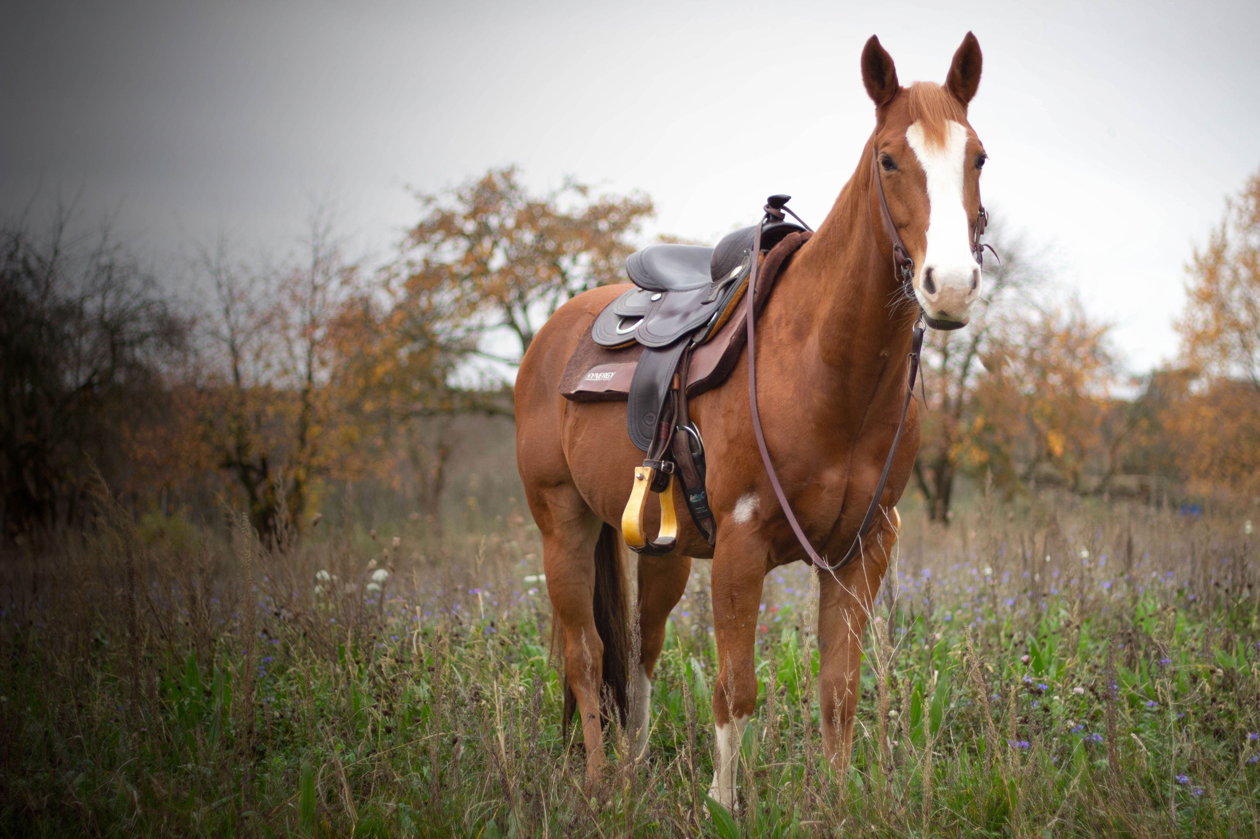 Portret van een paard