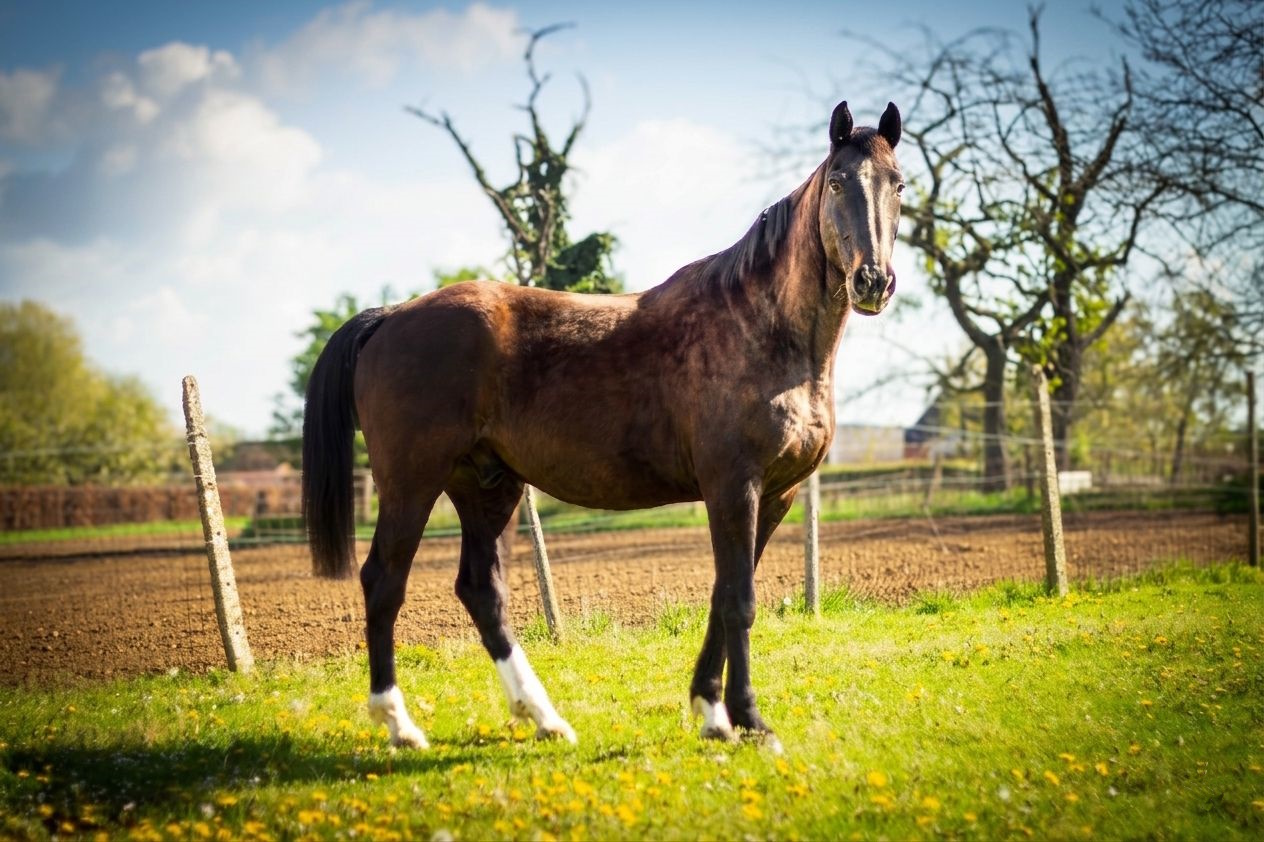 Portret van een paard