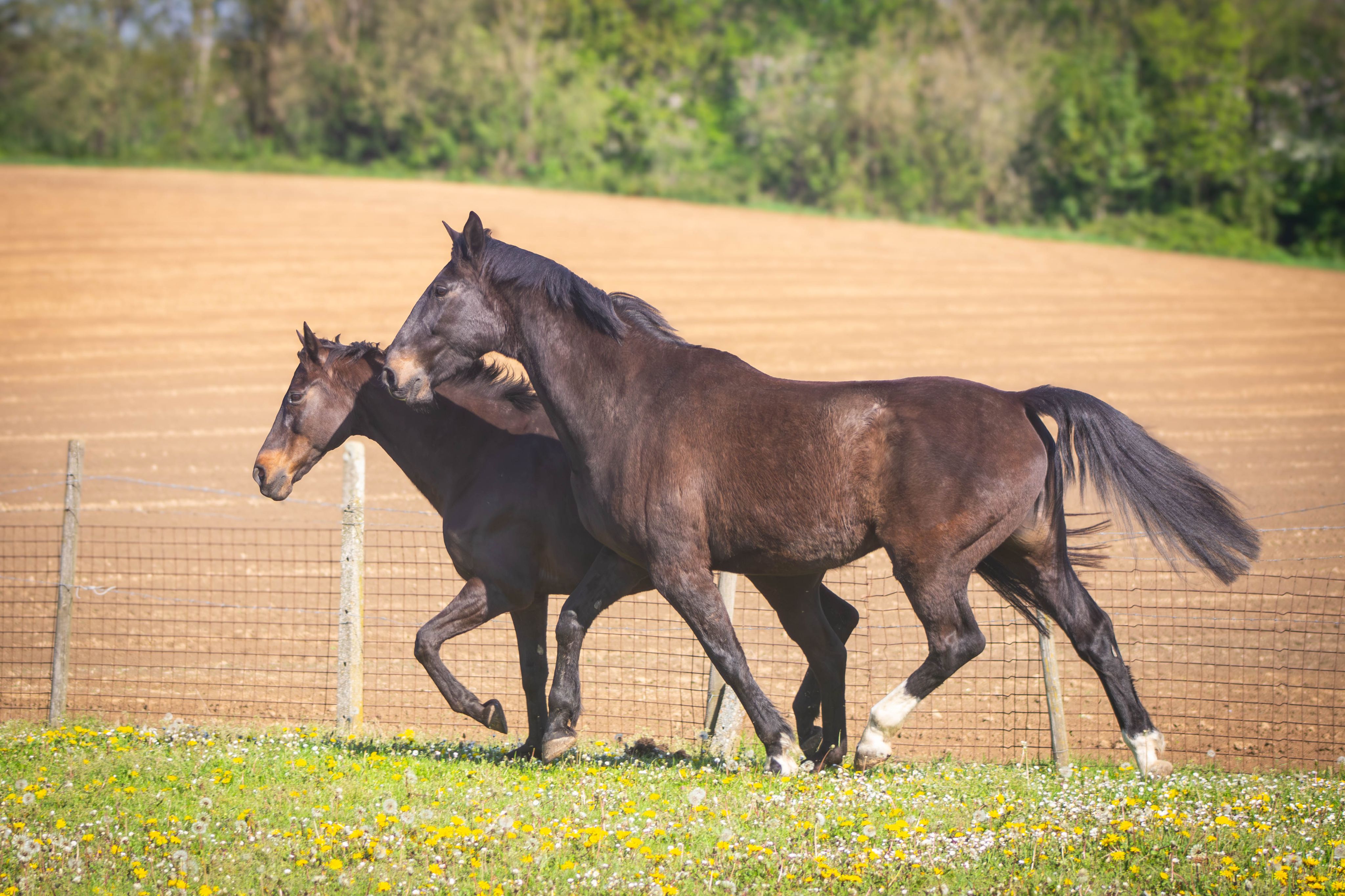 Portret van twee paarden