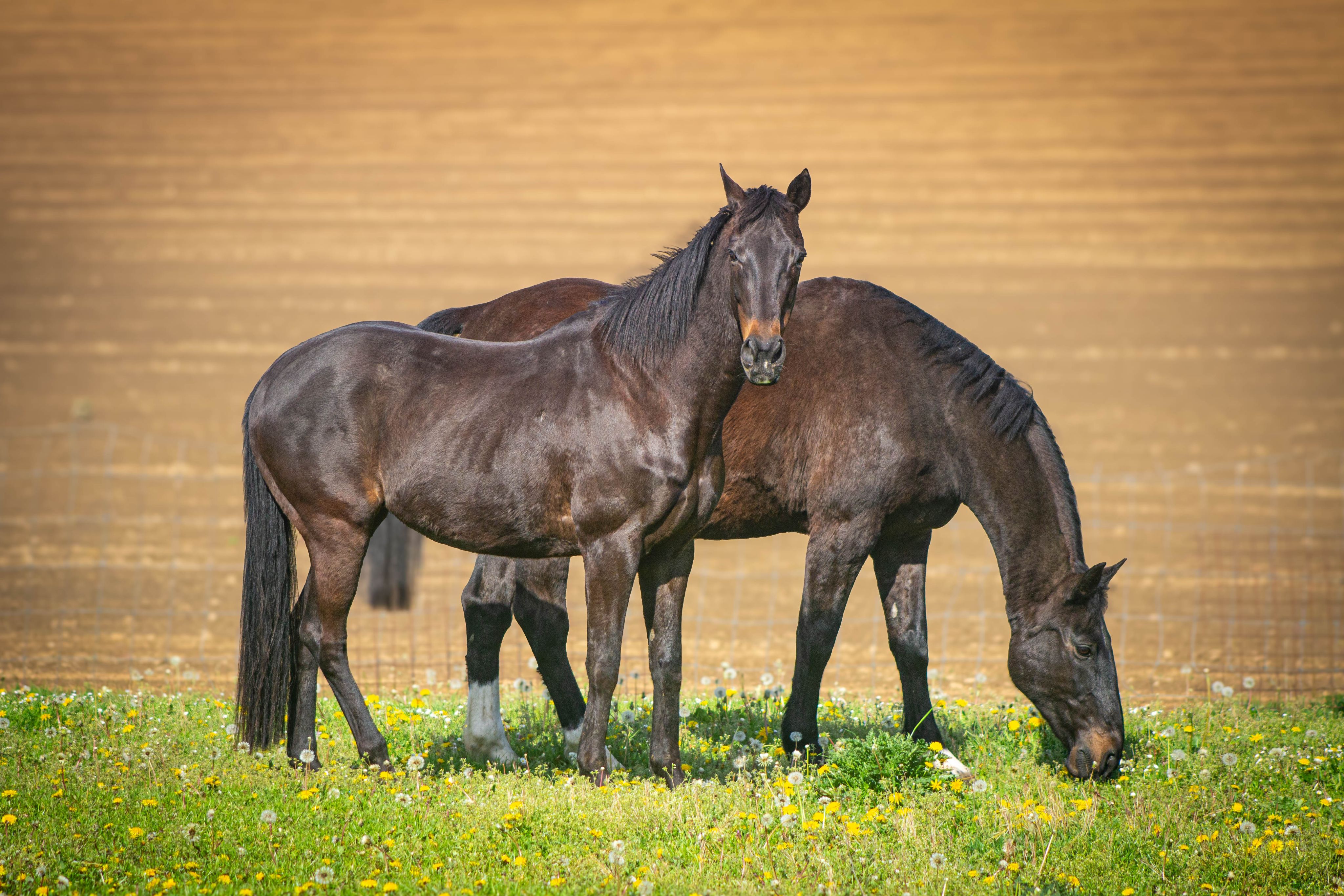 Portret van twee paarden